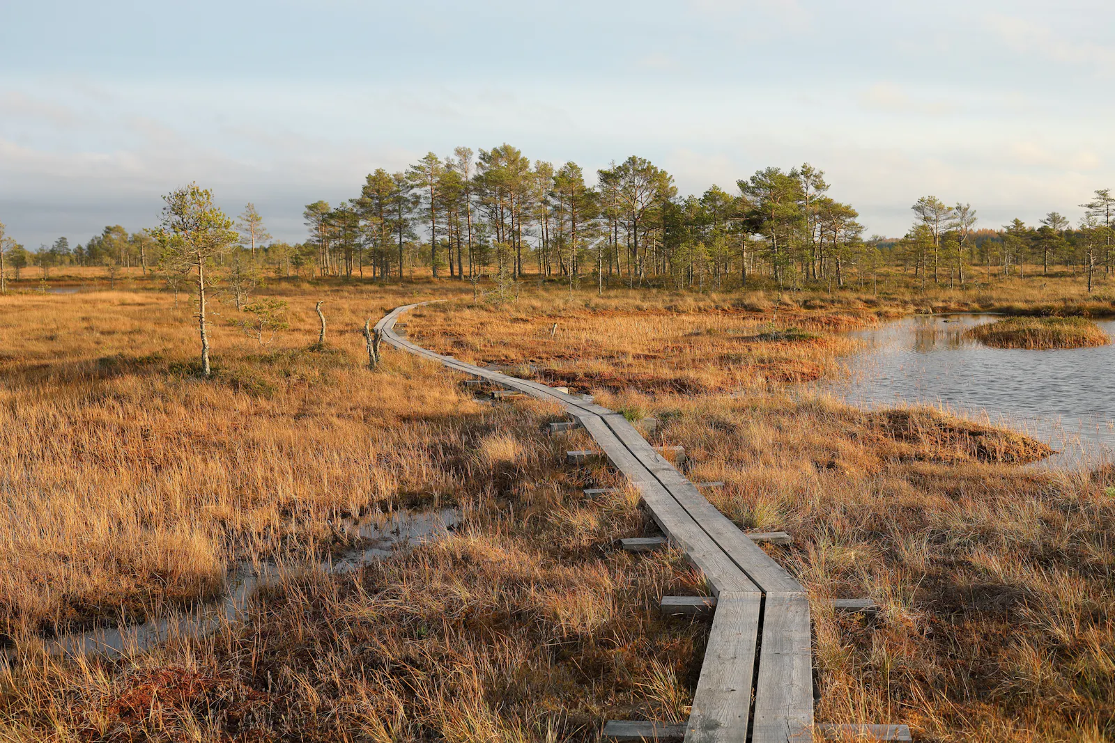 Moor mit Stegweg