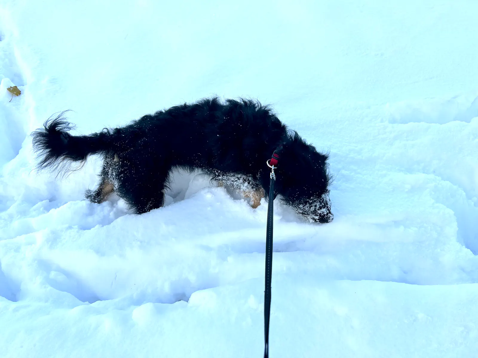 Mein Hund Frau Dr. Bohne im Schnee.