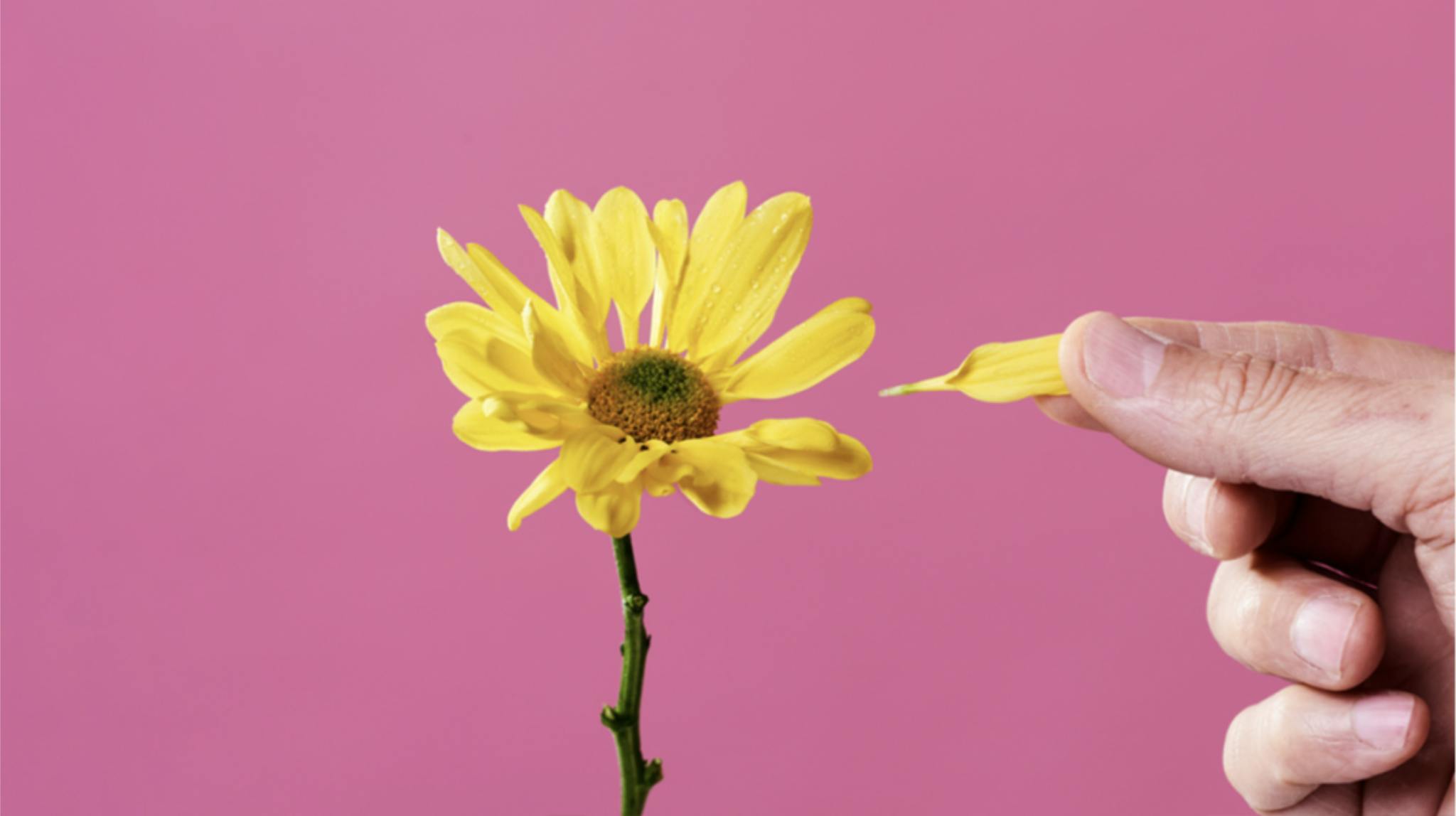 Gelbe Blume und eine Hand zupft ein Blatt nach dem anderen Blatt ab.