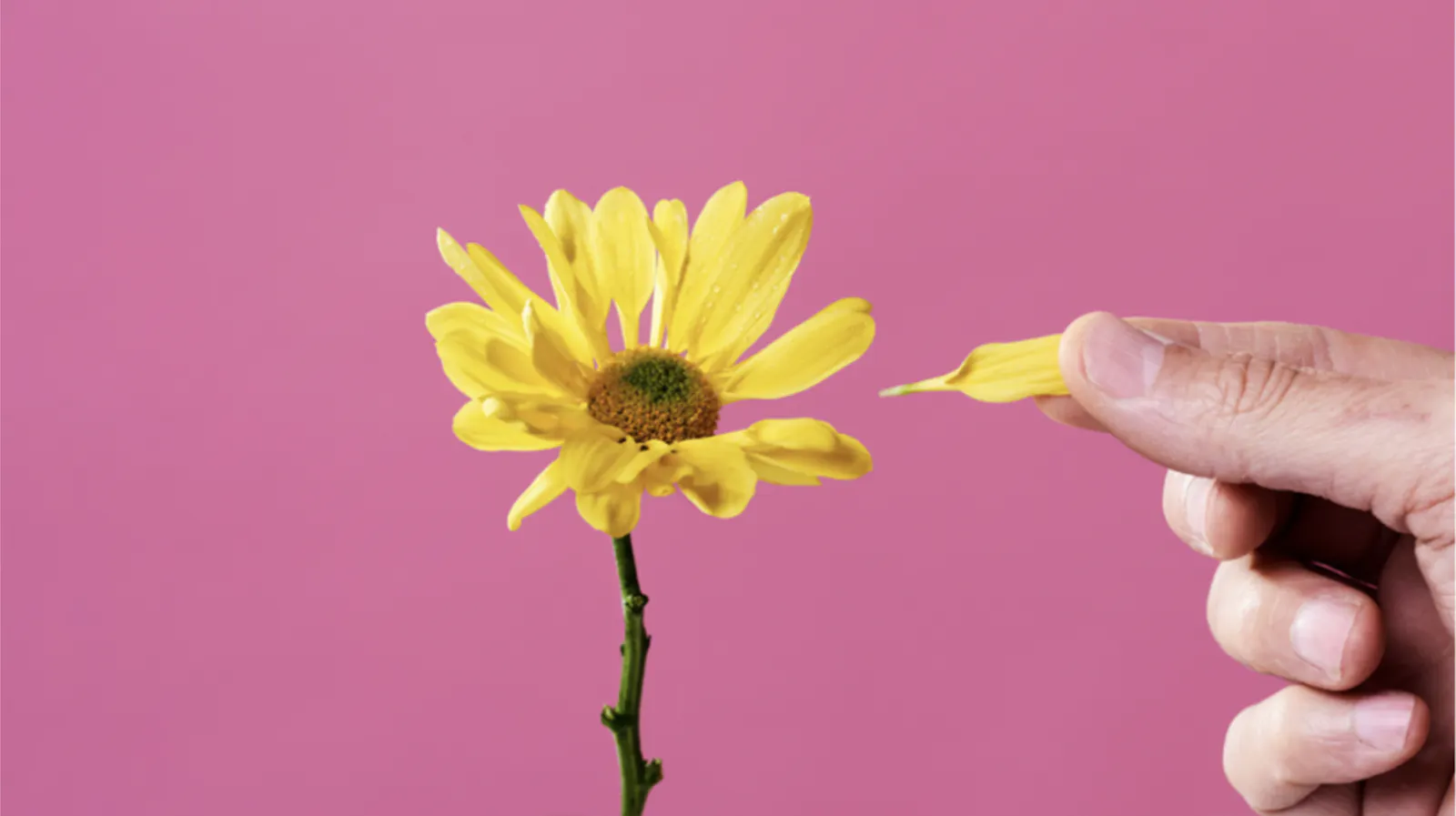 Gelbe Blume und eine Hand zupft ein Blatt nach dem anderen Blatt ab.