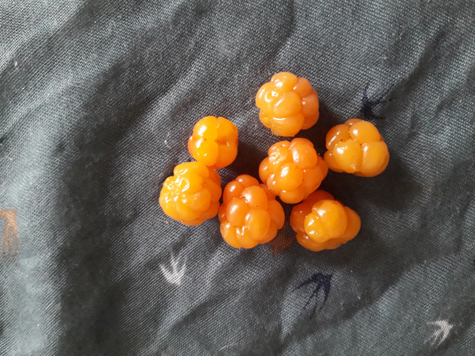 Moltebeeren