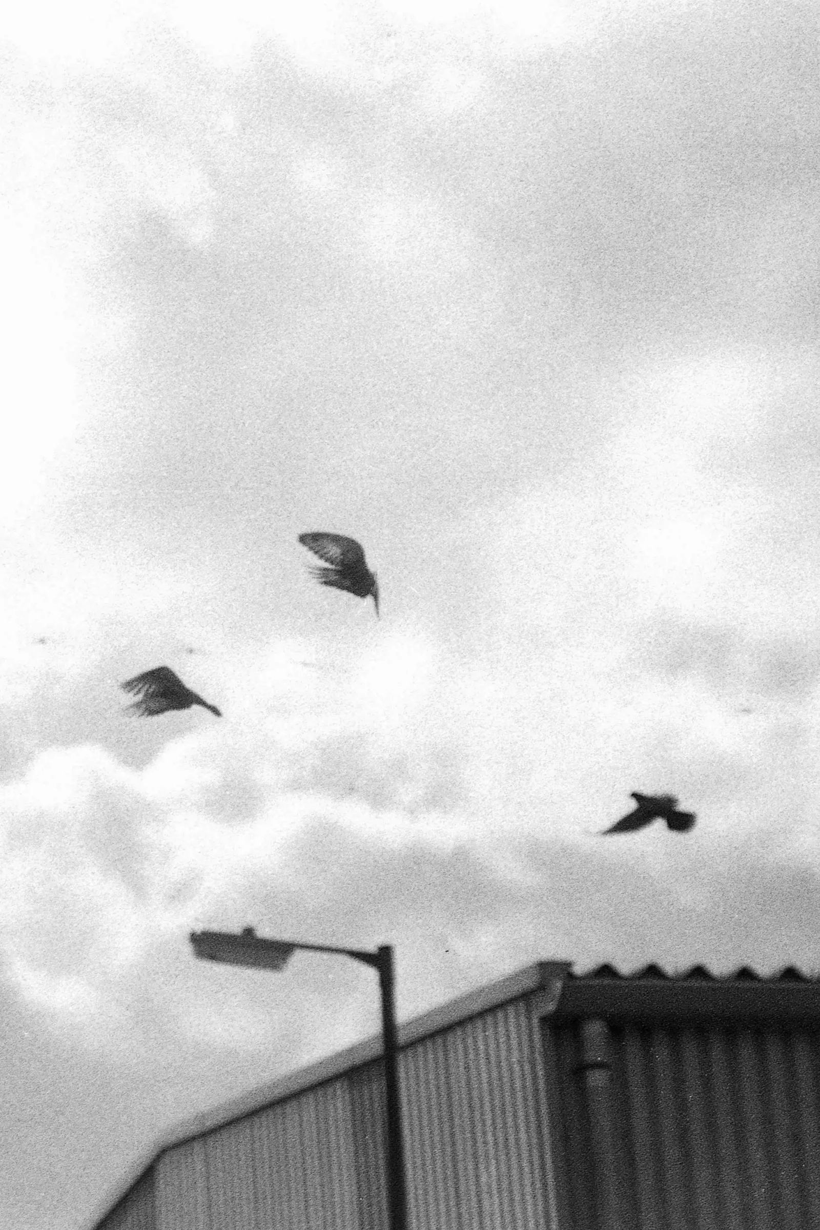 Birds in flight in a grainy photo