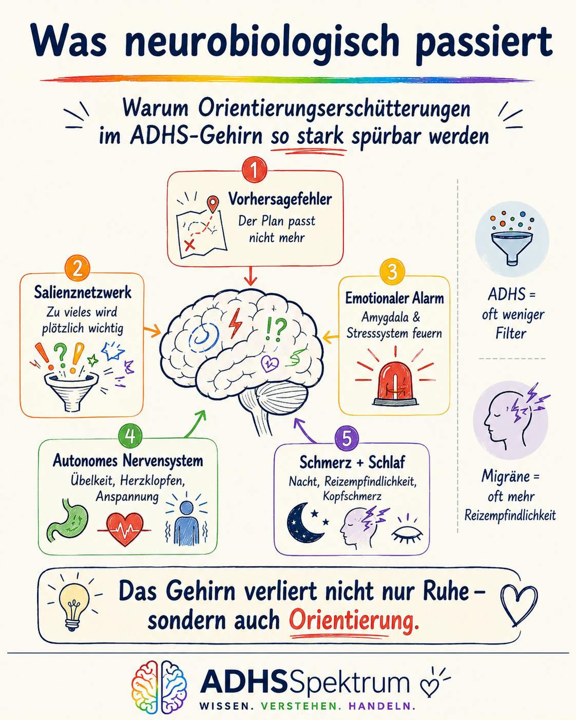 Was passiert neurobiologisch bei den Orientierungserschütterungenim ADHS-Gehirn?