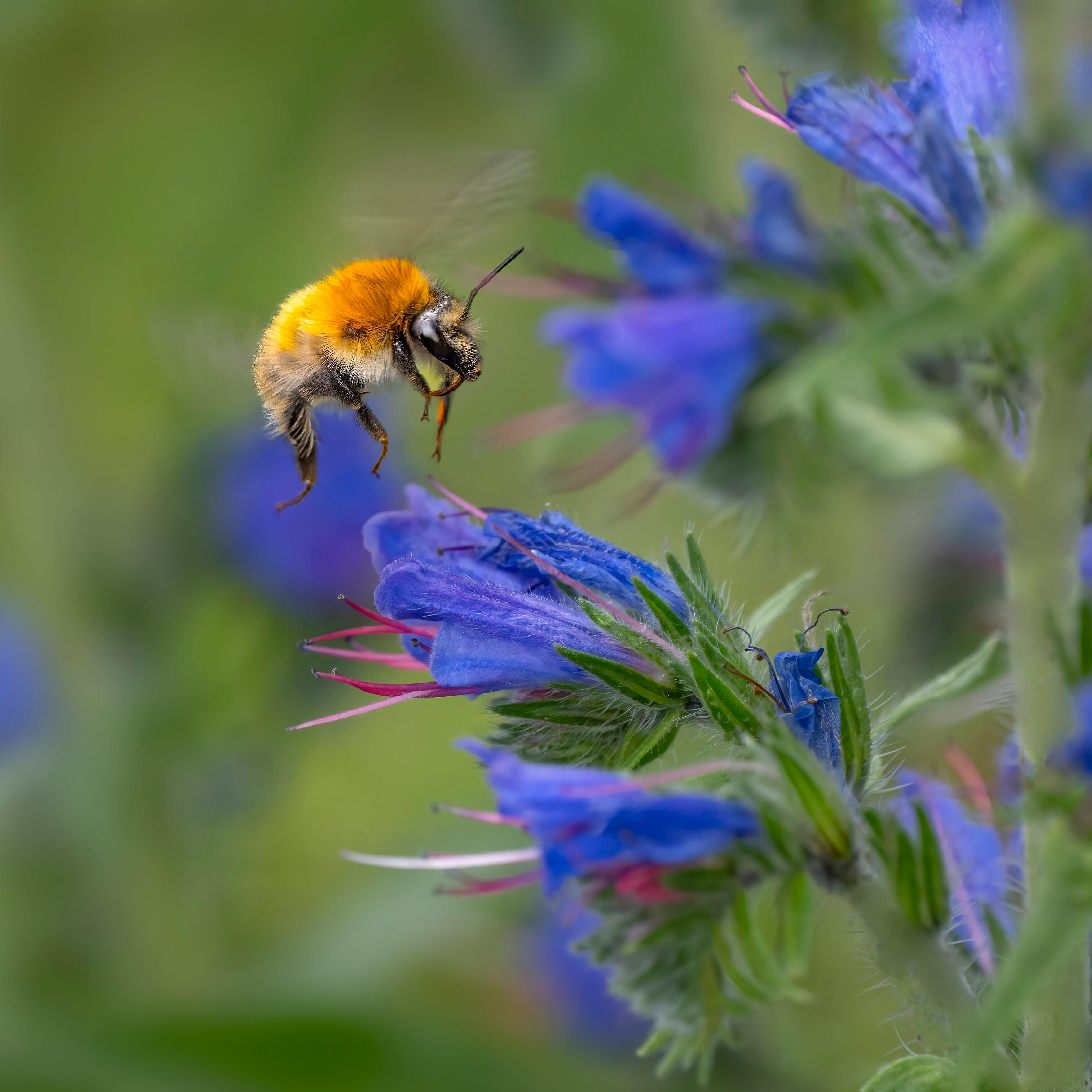 Eine gelbe Hummel fliegt eine blaue Blüte an.