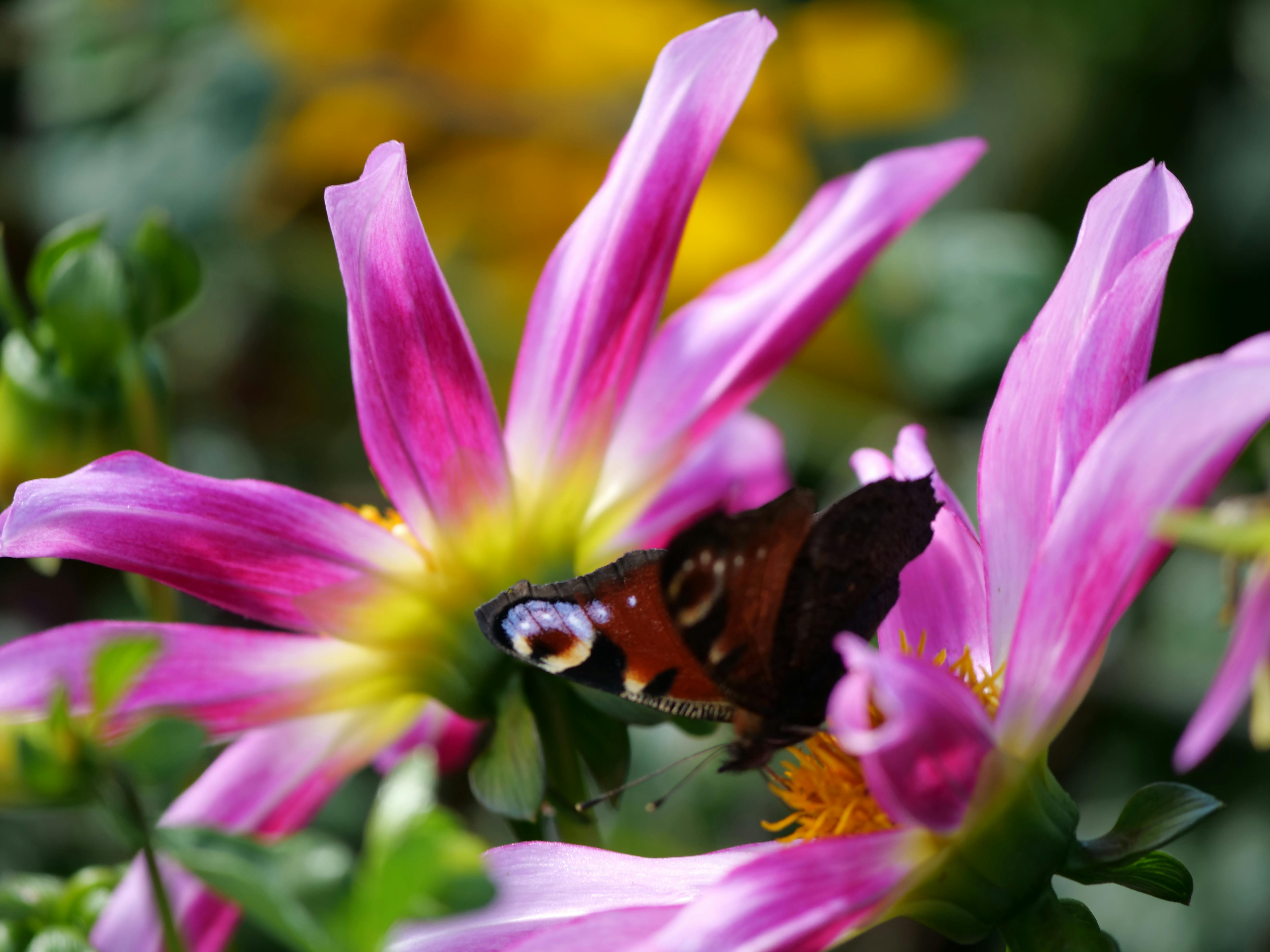 Tagpfauenauge auf einer Dahlie. Foto: Jürgen Brand