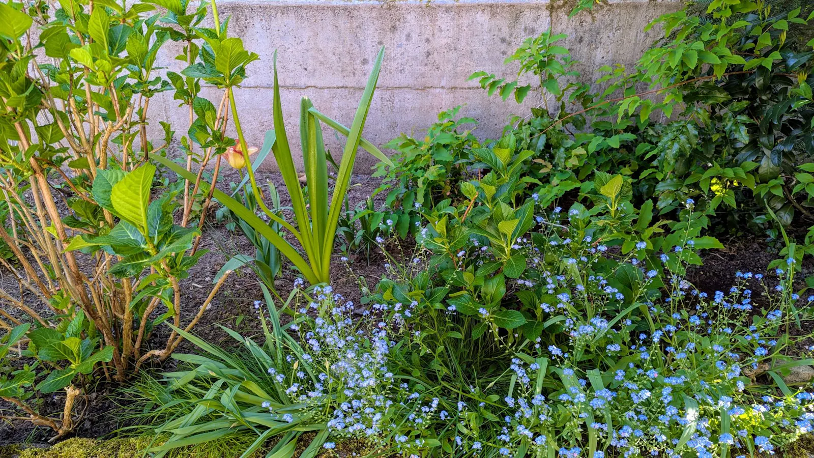 Ein Blumenbeet. Dieses Beet kommt in der Kurzgeschichte etwas weiter unten vor.