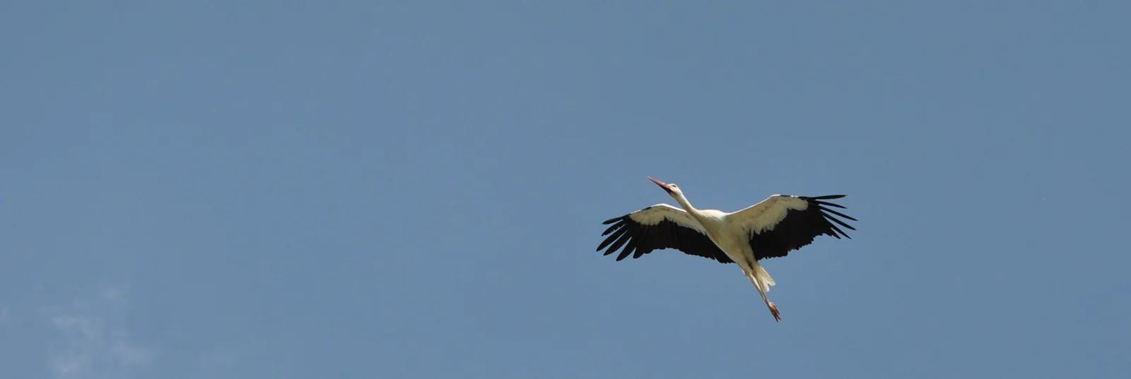 Ein Storch fliegt am blauen Himmel