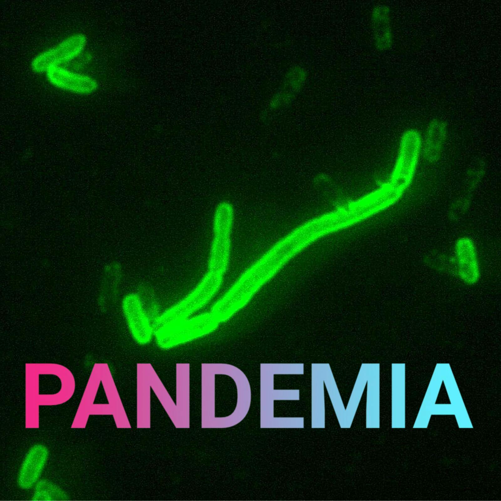 Pestbakterium