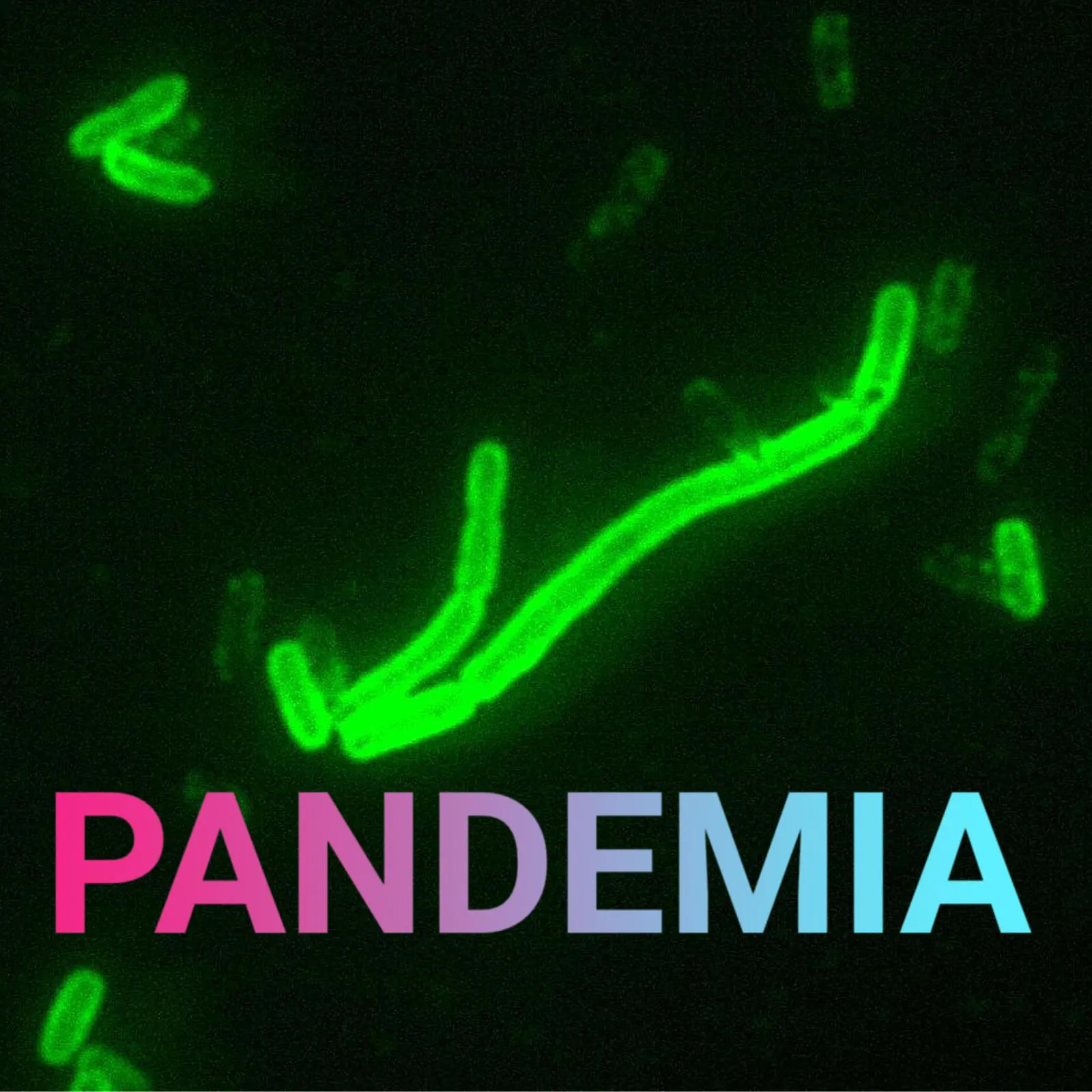 Pestbakterium