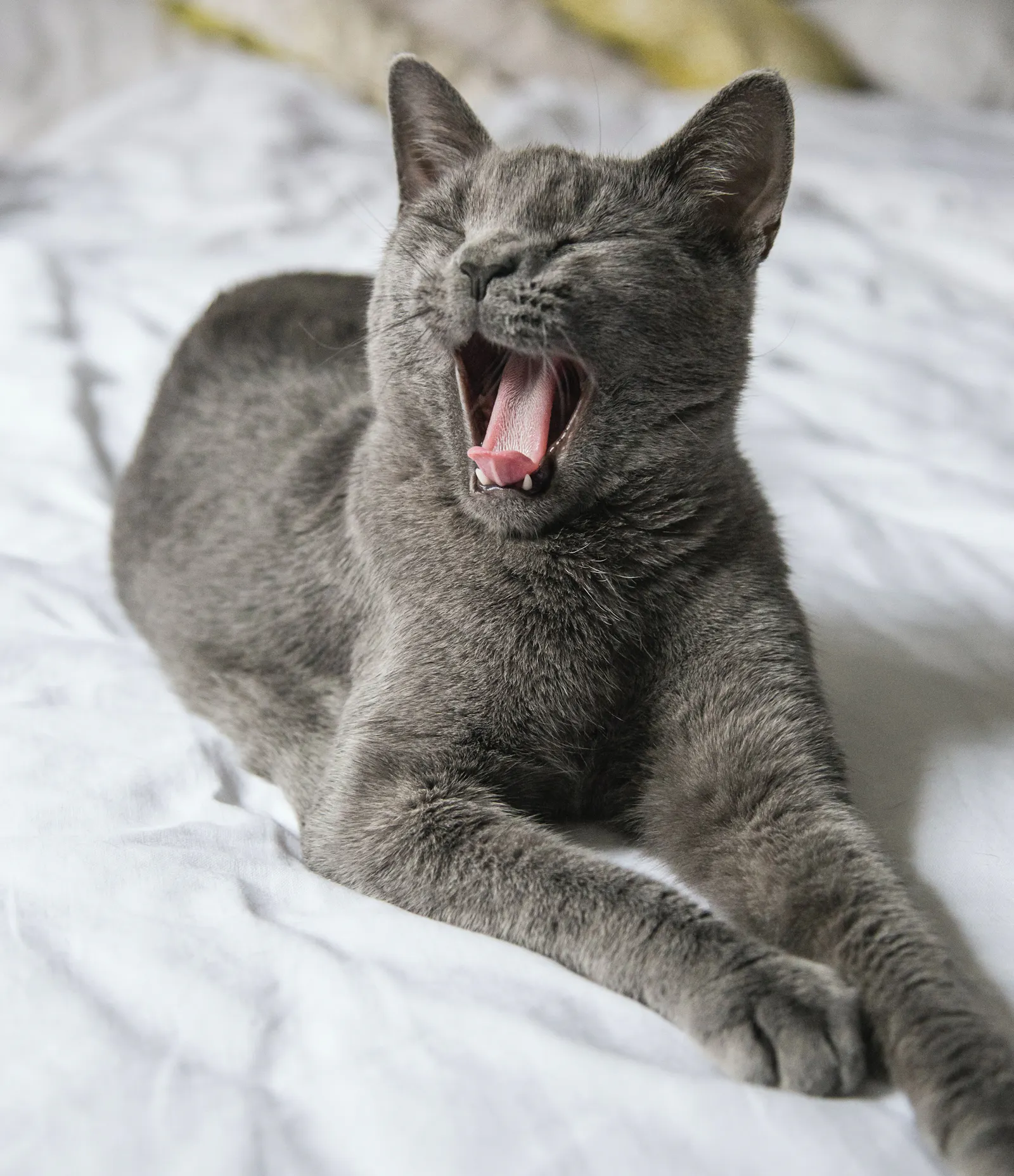 Eine graue Katze gähnt.
