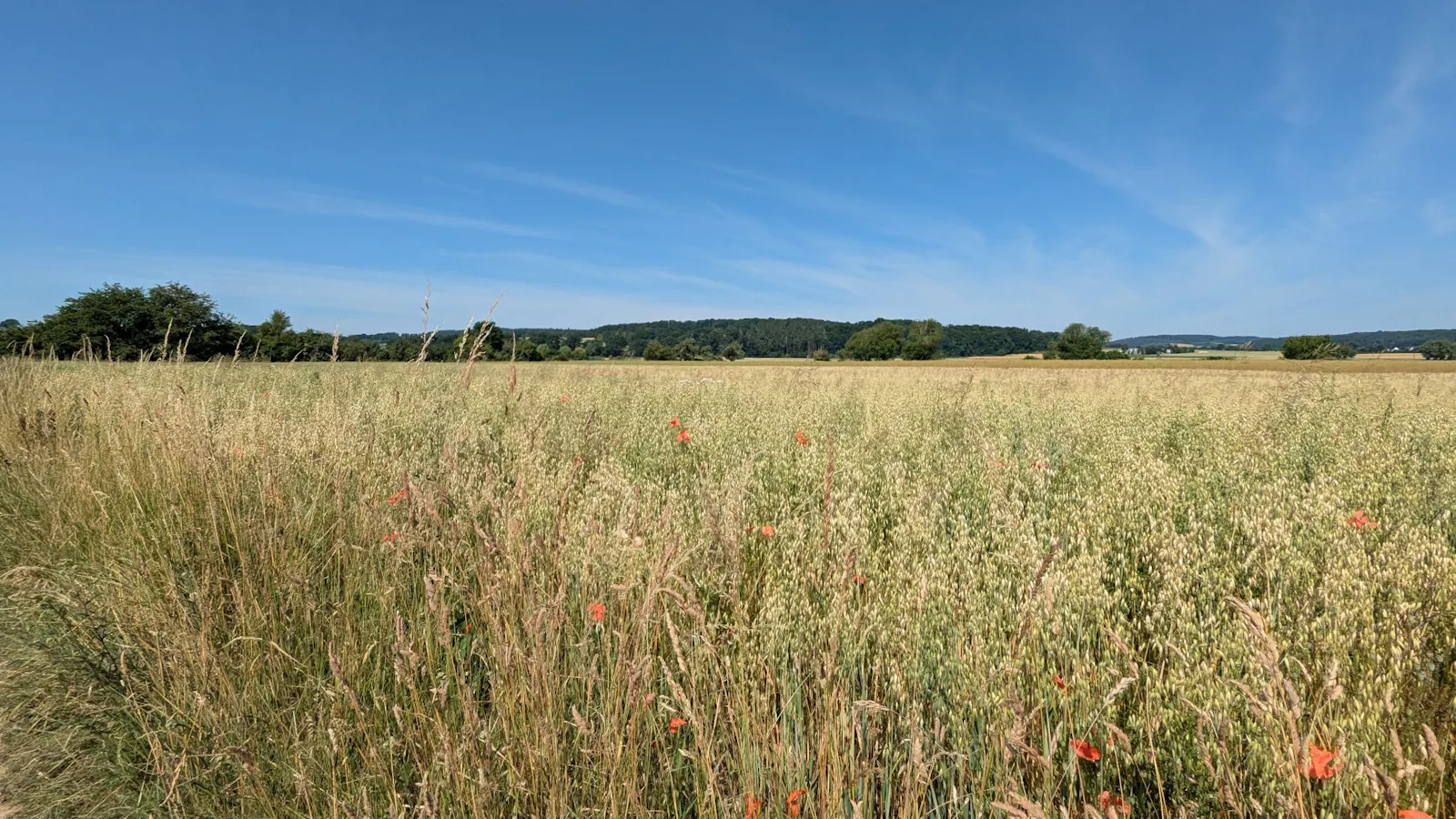Ein sonnenbeschienenes Getreidefeld mit Mohnblumen. Im Hintergrund ein bewaldeter Hügel, darüber blauer Himmel.