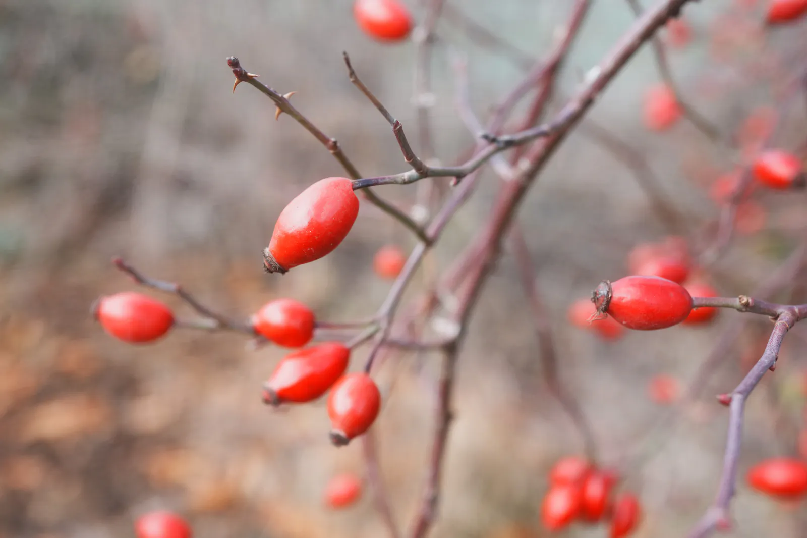 Die Hagebutten der Hundsrose sind eine super Winternahrung.