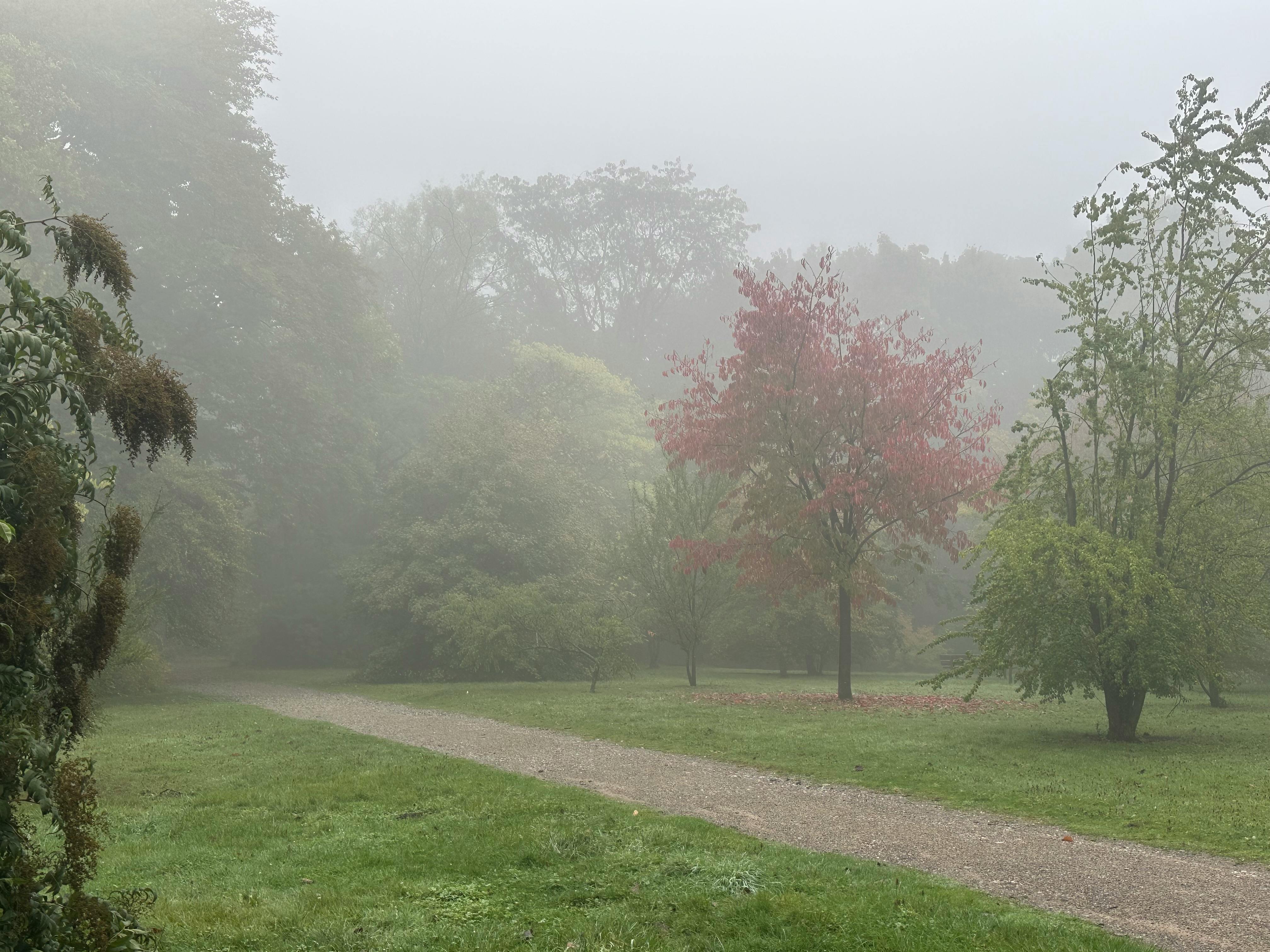 Nebel im Park. Bäume tragen noch grünes Laub, außer einem, dessen Blätter dunkelrot gefärbt sind.