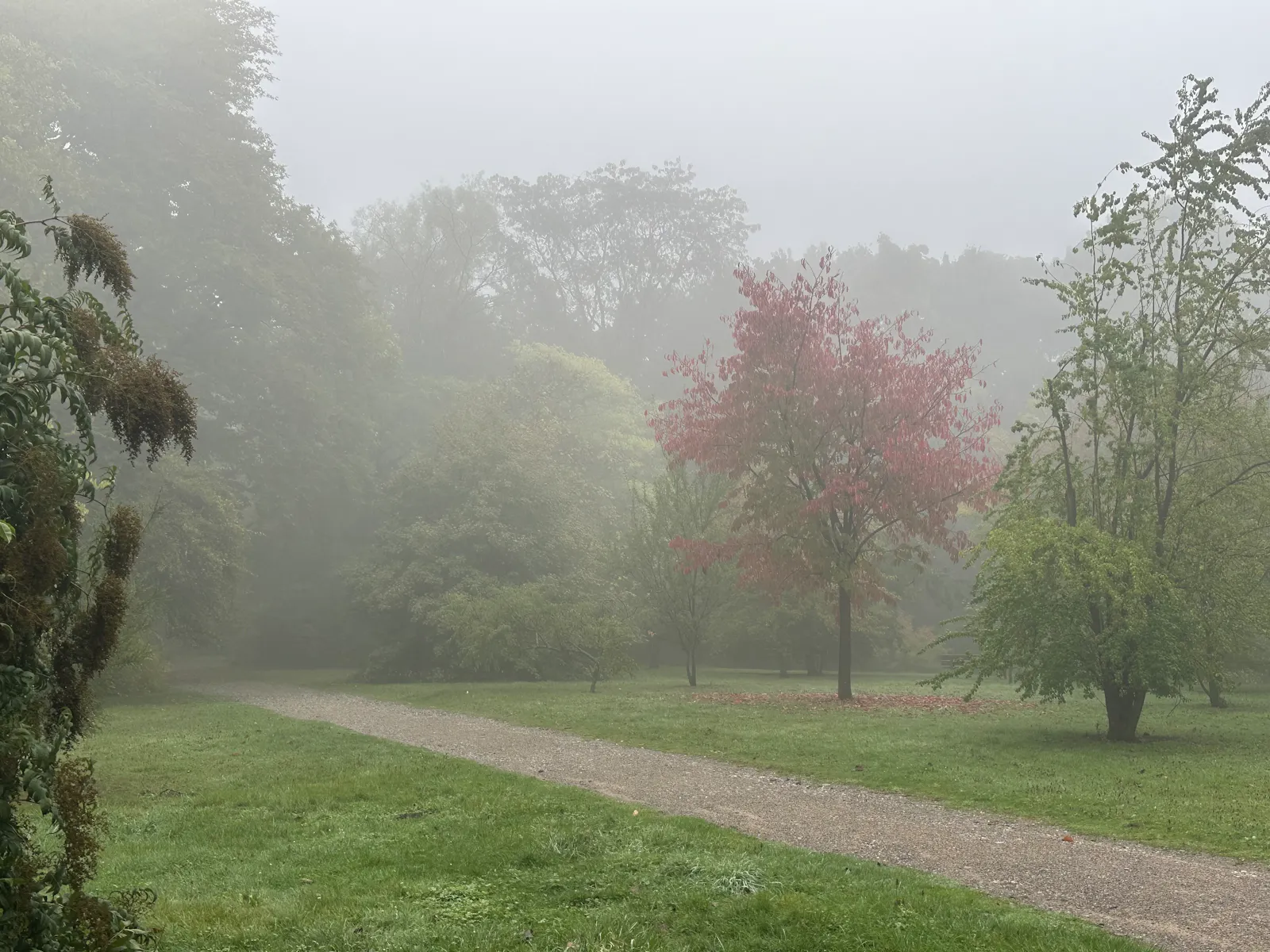 Nebel im Park. Bäume tragen noch grünes Laub, außer einem, dessen Blätter dunkelrot gefärbt sind.