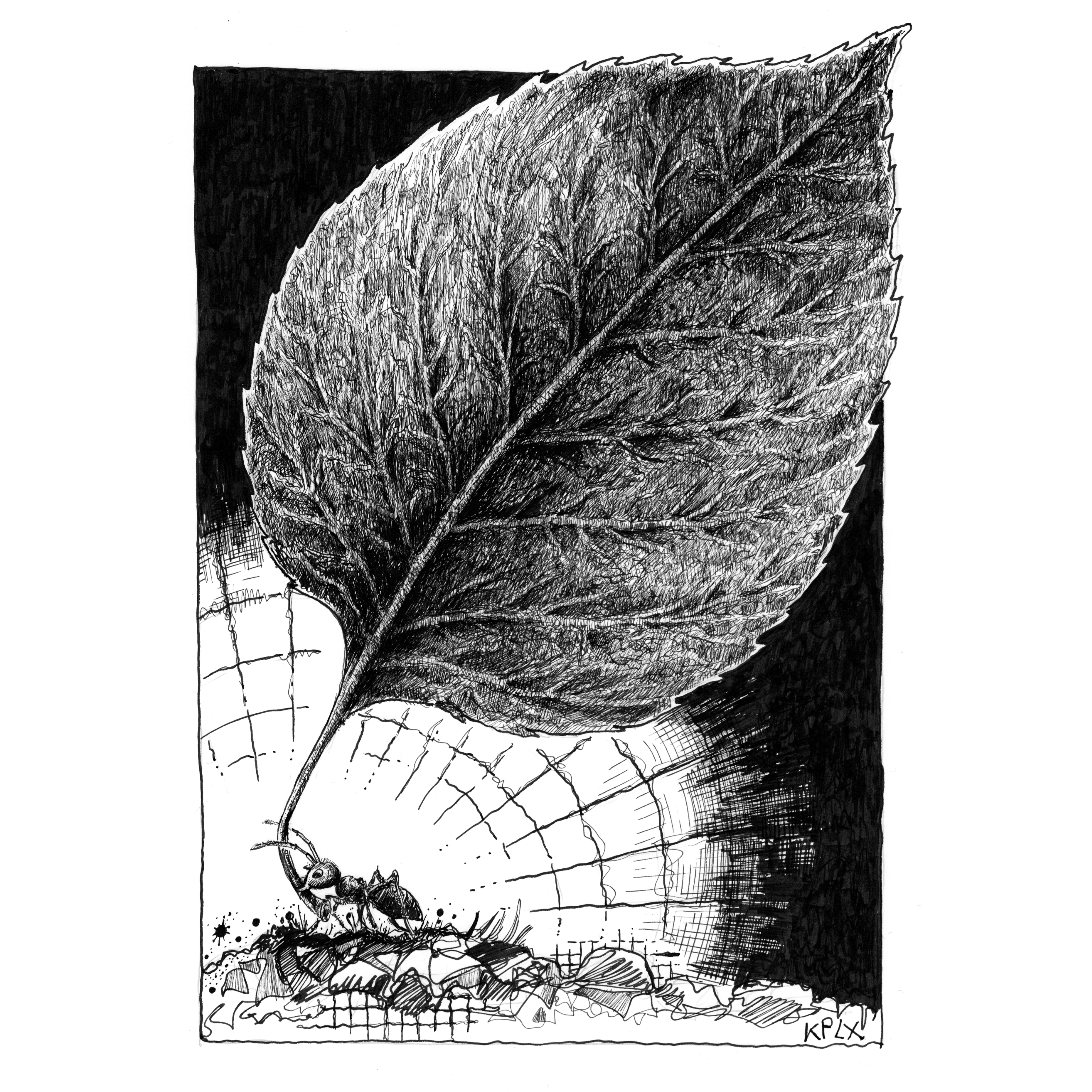 ALT: Schwarz-weiße Tuschezeichnung: Eine winzige Ameise trägt ein überdimensional großes Blatt, das fast das gesamte Bild ausfüllt. Die Ameise hält das Blatt mit ihren Kiefern und bewegt sich über einen unebenen, steinigen Untergrund. 
EN: Black and white ink drawing: A tiny ant carries an enormous leaf that fills almost the entire frame. The ant grips the leaf with its mandibles and moves across a rough, stony ground.
