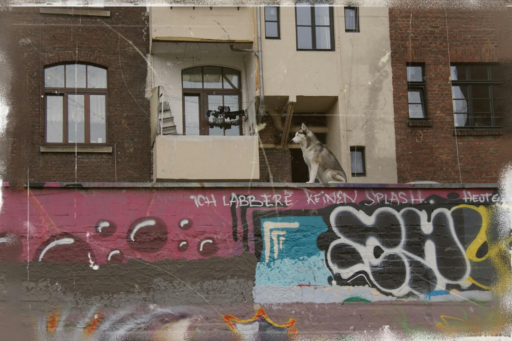Und ein Hund
Unterwegs in Köln/Mühlheim

Auflage : 5
Größe  :   7

Dieses Bild schoß ich im Rahmen einer Ausstellung  2016


Noch Fragen?
Beantworte ich gerne .
Einfach an  cege@gmx.de

Wünsche allen einen schönen und entspannten Sonntag