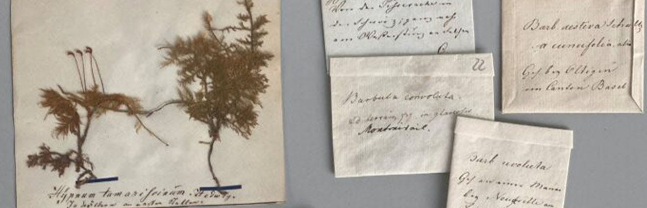 Verschiedene Objekte aus dem Sammlungskontext der Herrnhuter Brüdergemeine. Zu sehen sind einige Herbarbelege von Moosen.