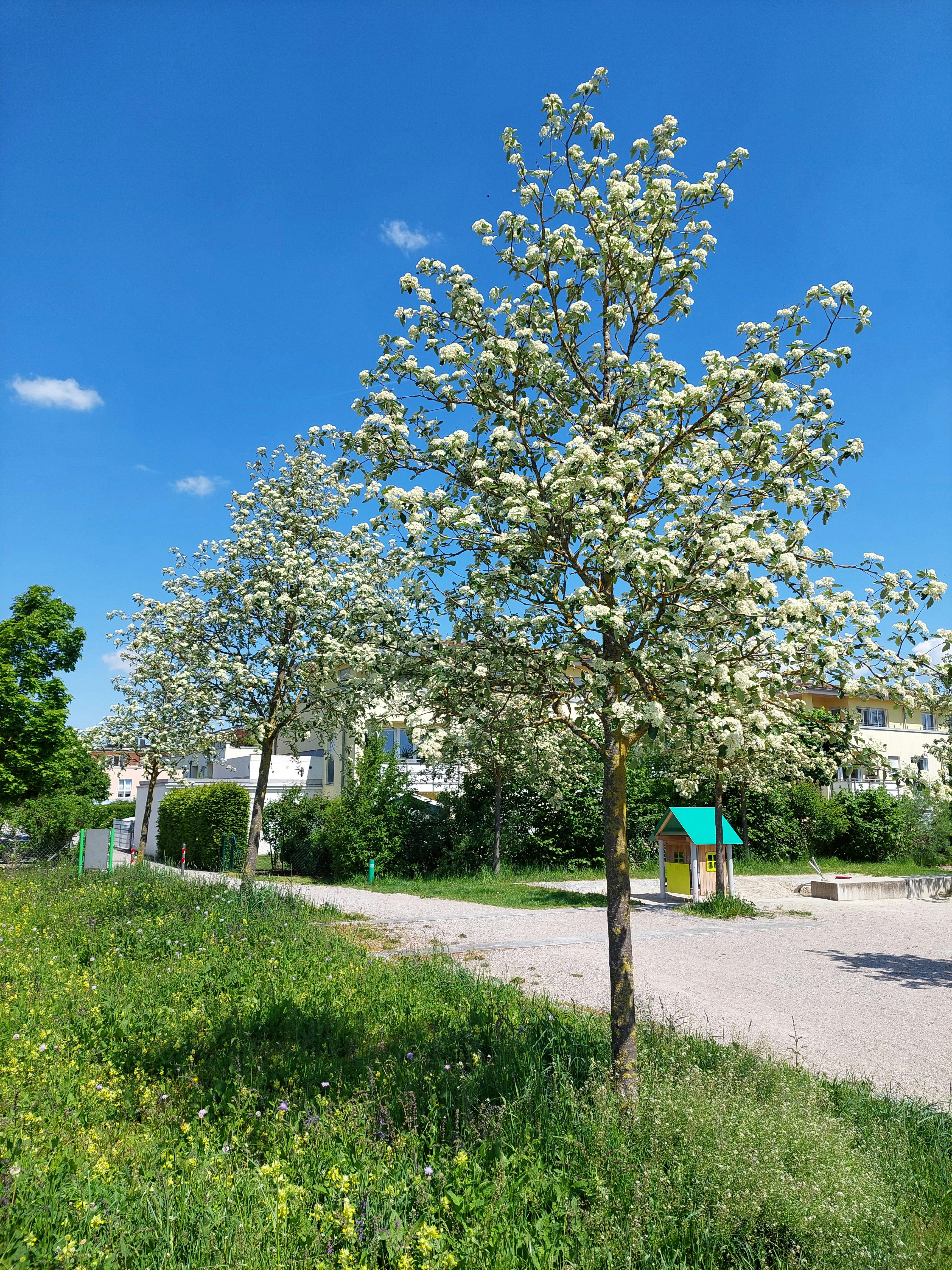 Mehlbeere in Blüte auf dem Spielplatz