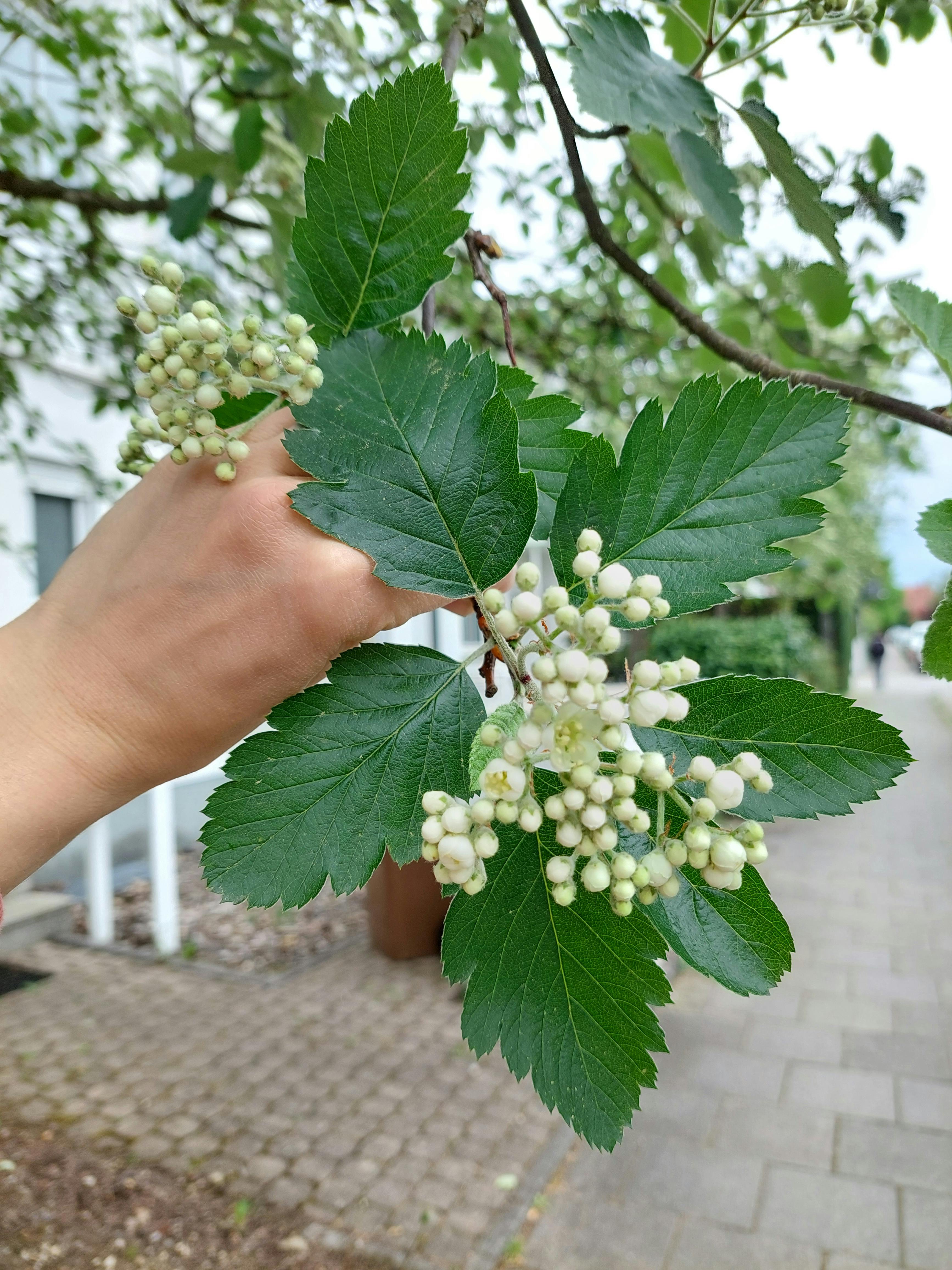 Die Mehlbeere