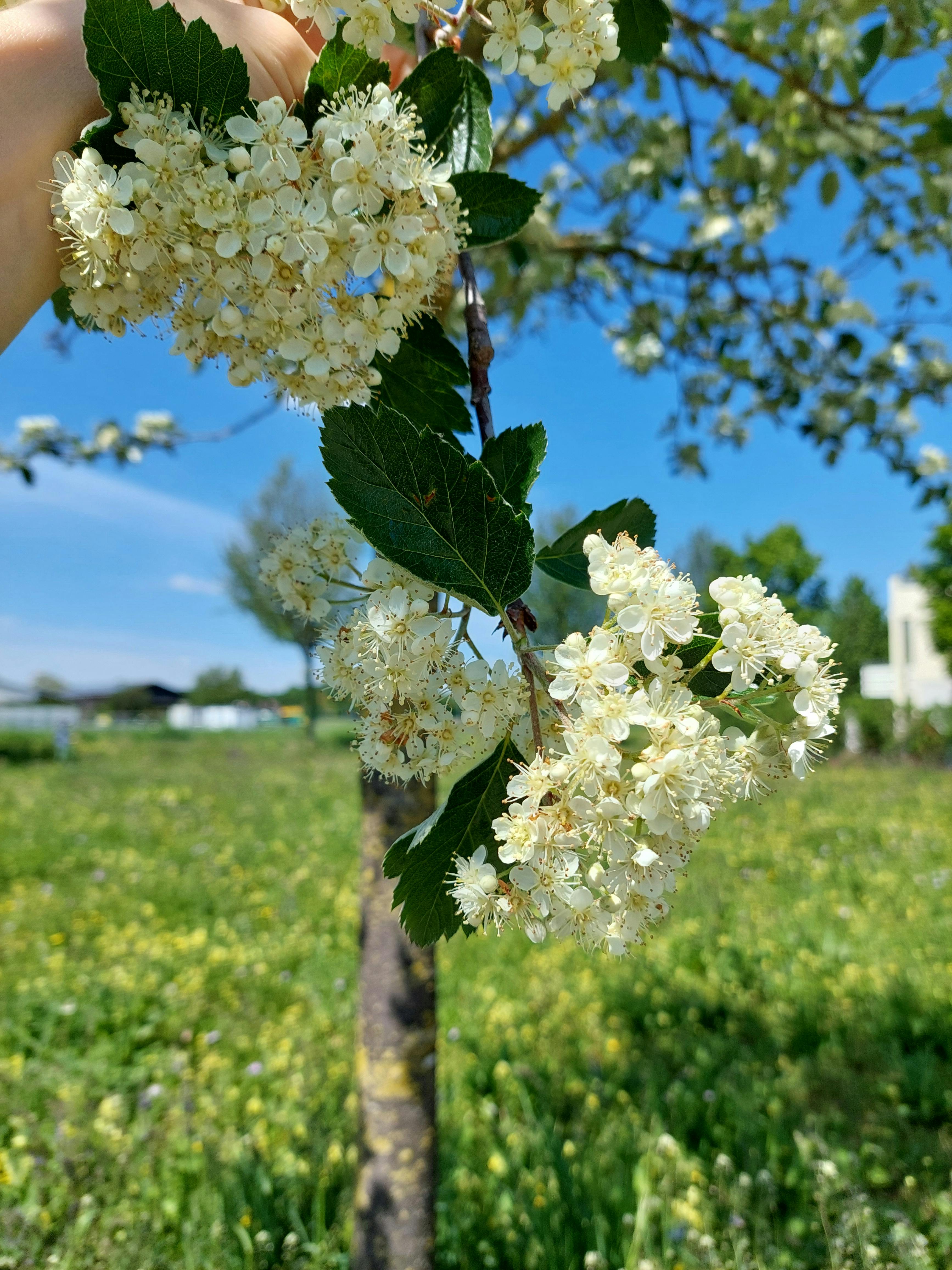 Mehlbeere, Blüten