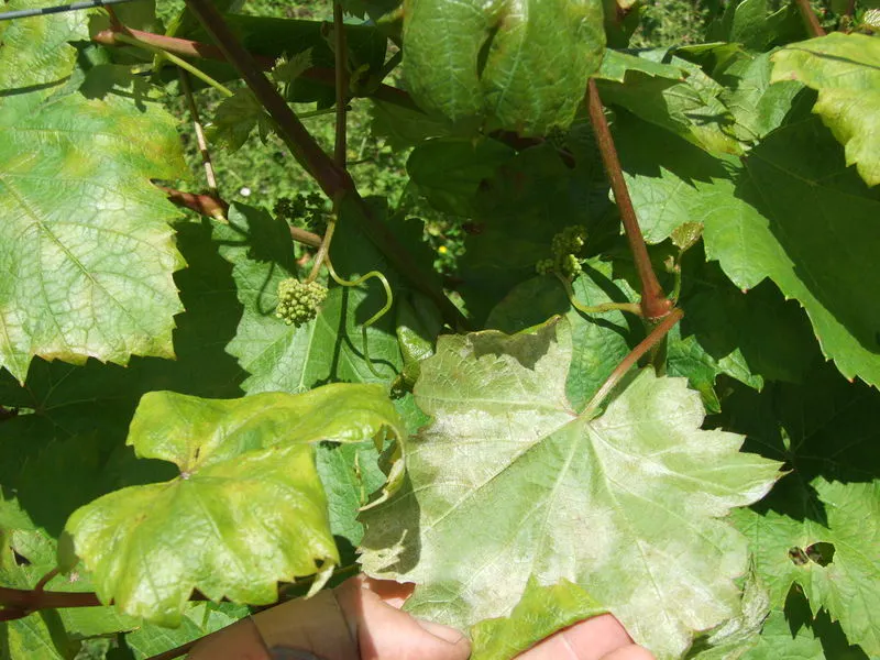 Weinblätter sind von Pilzen befallen