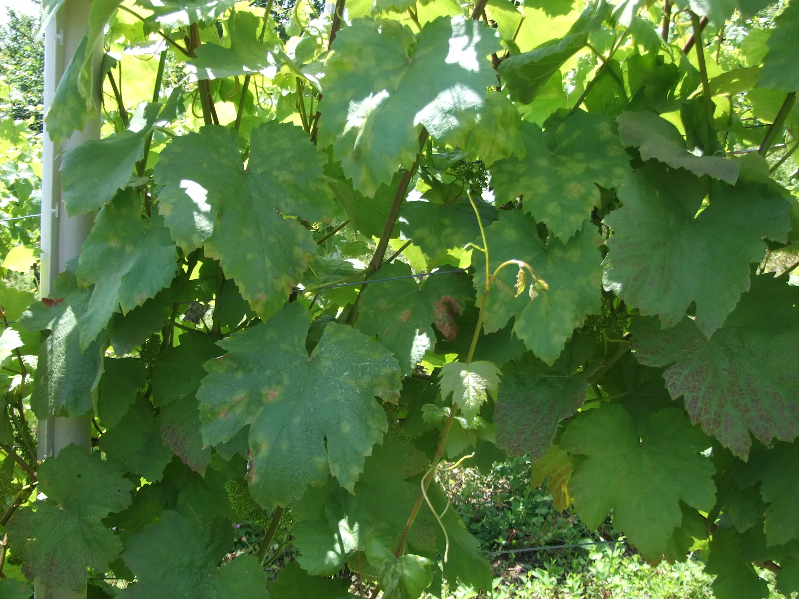 Weinblätter sind von Pilzen befallen
