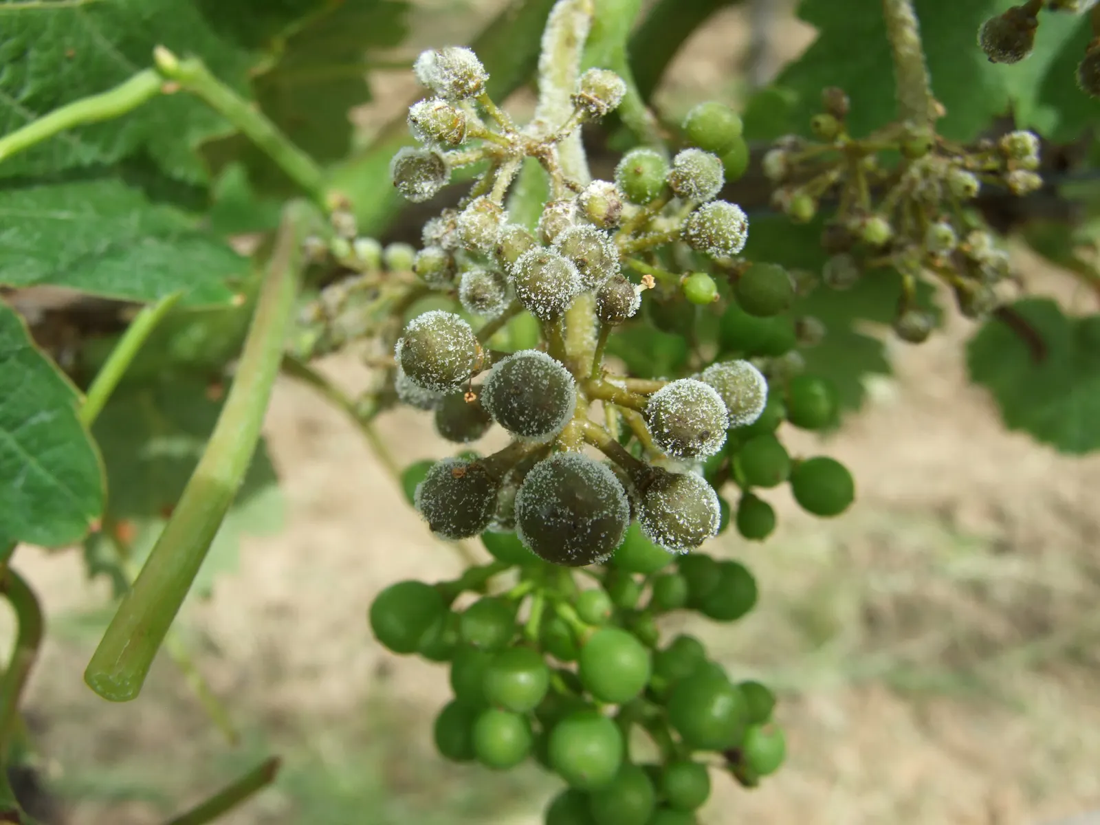 Weinbeeren sind von Pilzen befallen