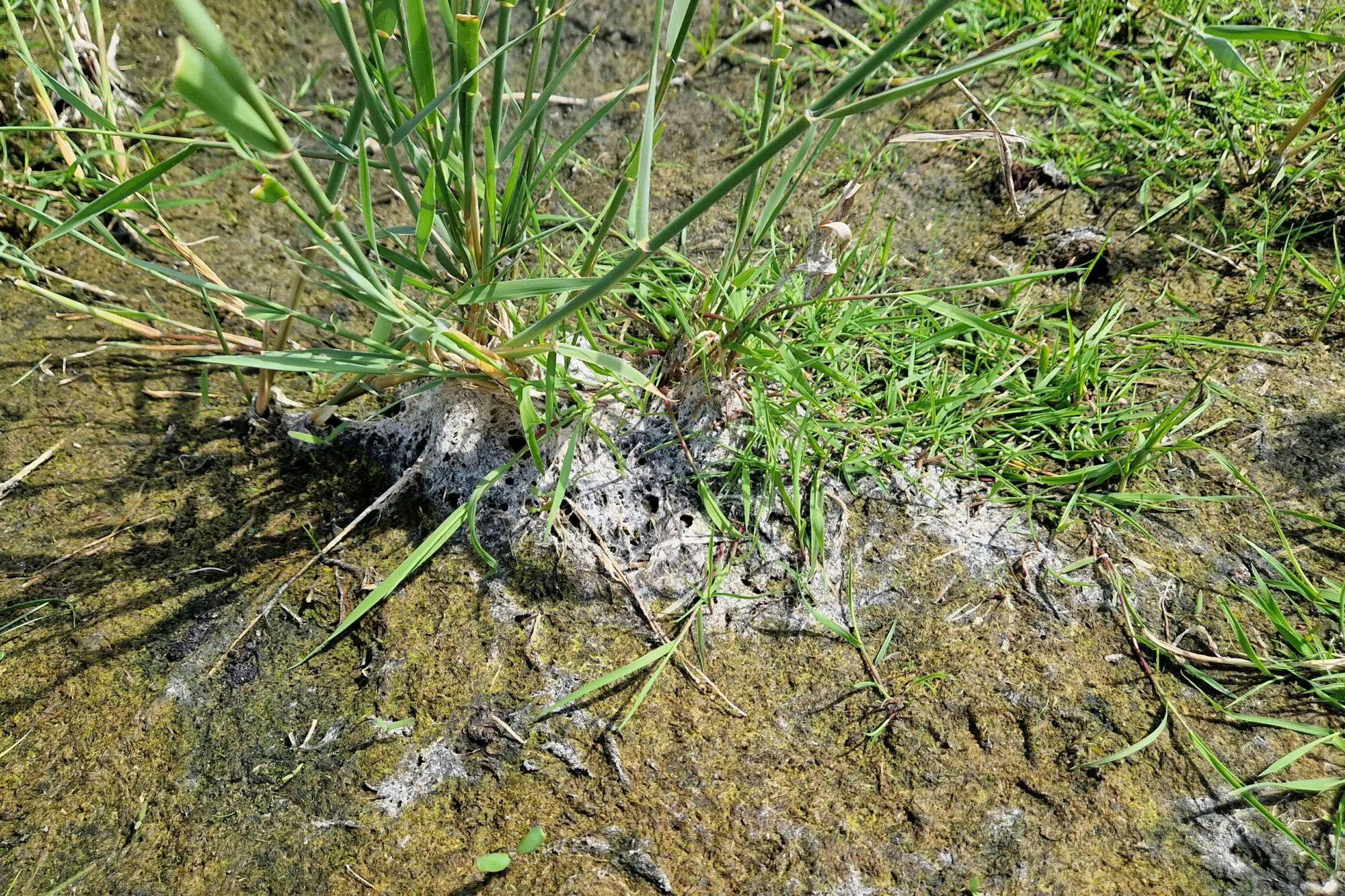 Salzsteppe im Weinviertel