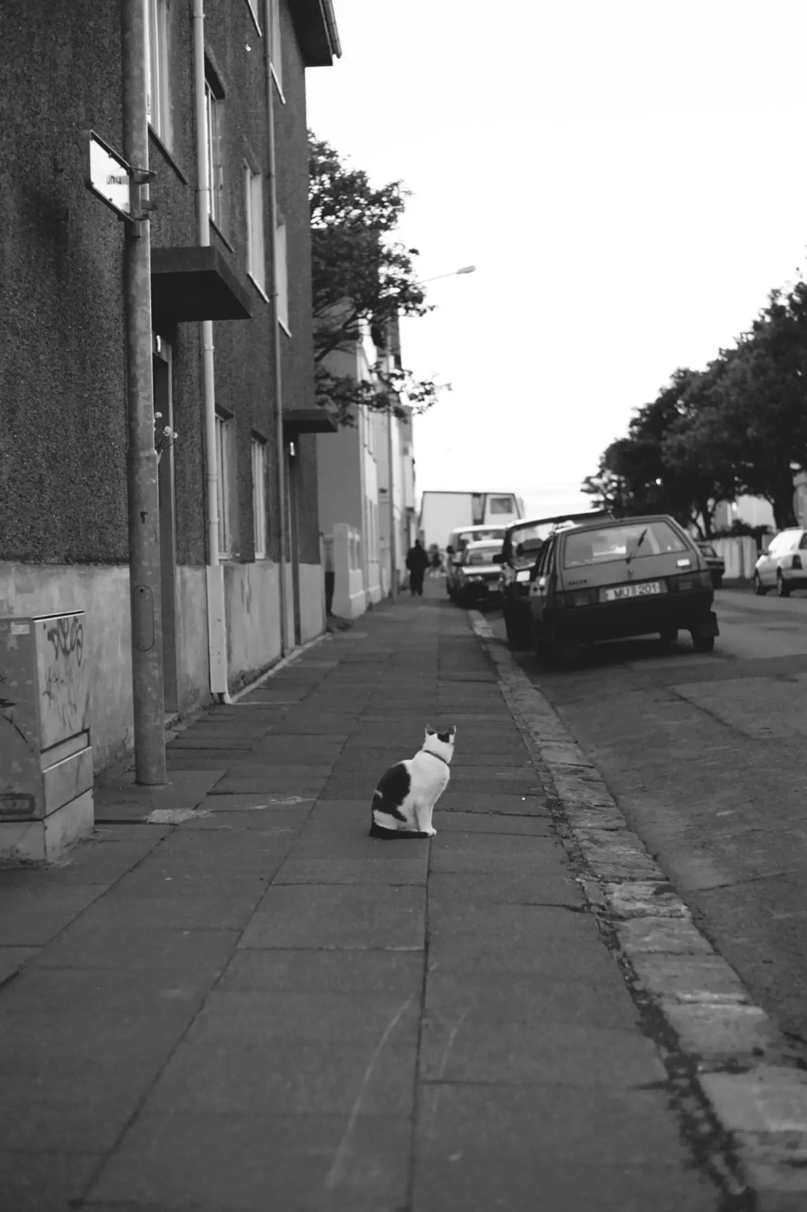 A cat looks down the street.
