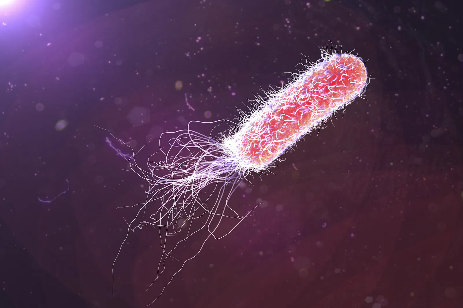 Bakterium Pseudomonas aeruginosa (Quelle: Shutterstock)
