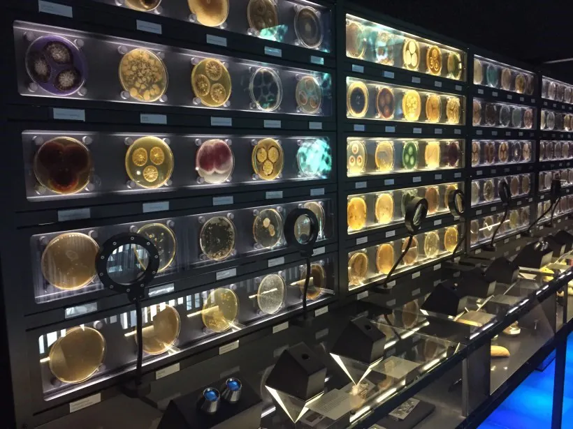 Bakterien und Pilze aus unseren Häusern. (Micropia, Amsterdam, S. Thiele, 2917)