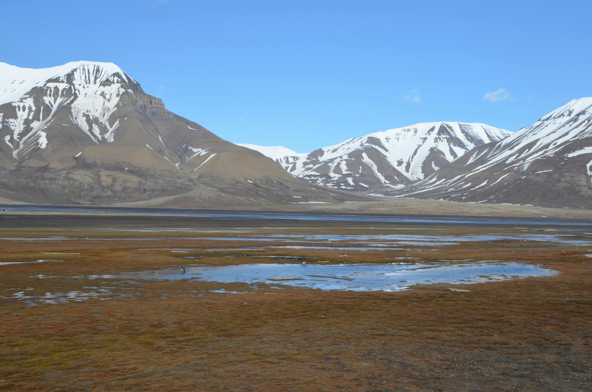 Ebene mit Wasser und schneebedeckte Berge