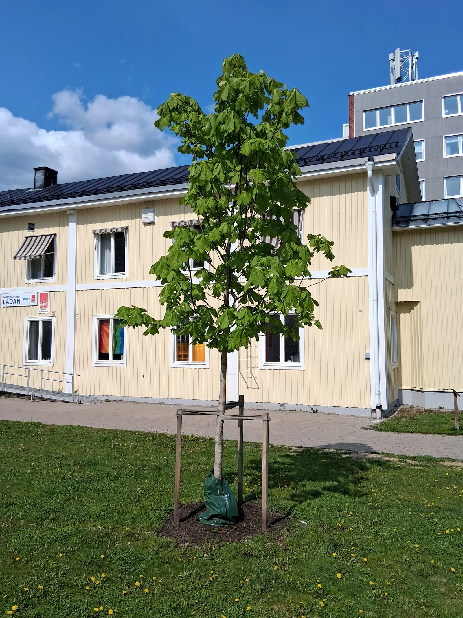 junger Baum vor hellgelbem Gebäude