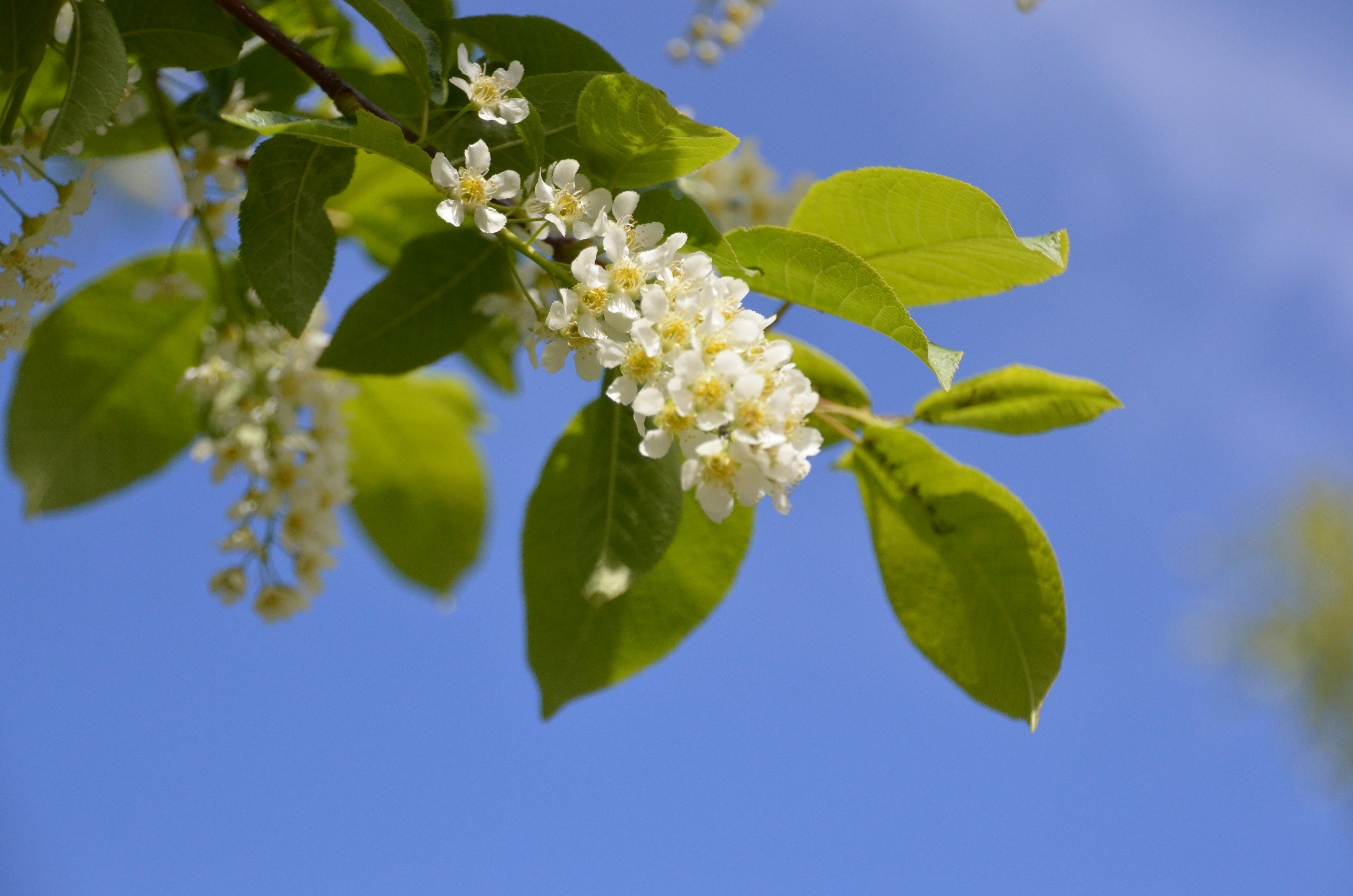 Weiße Blüten