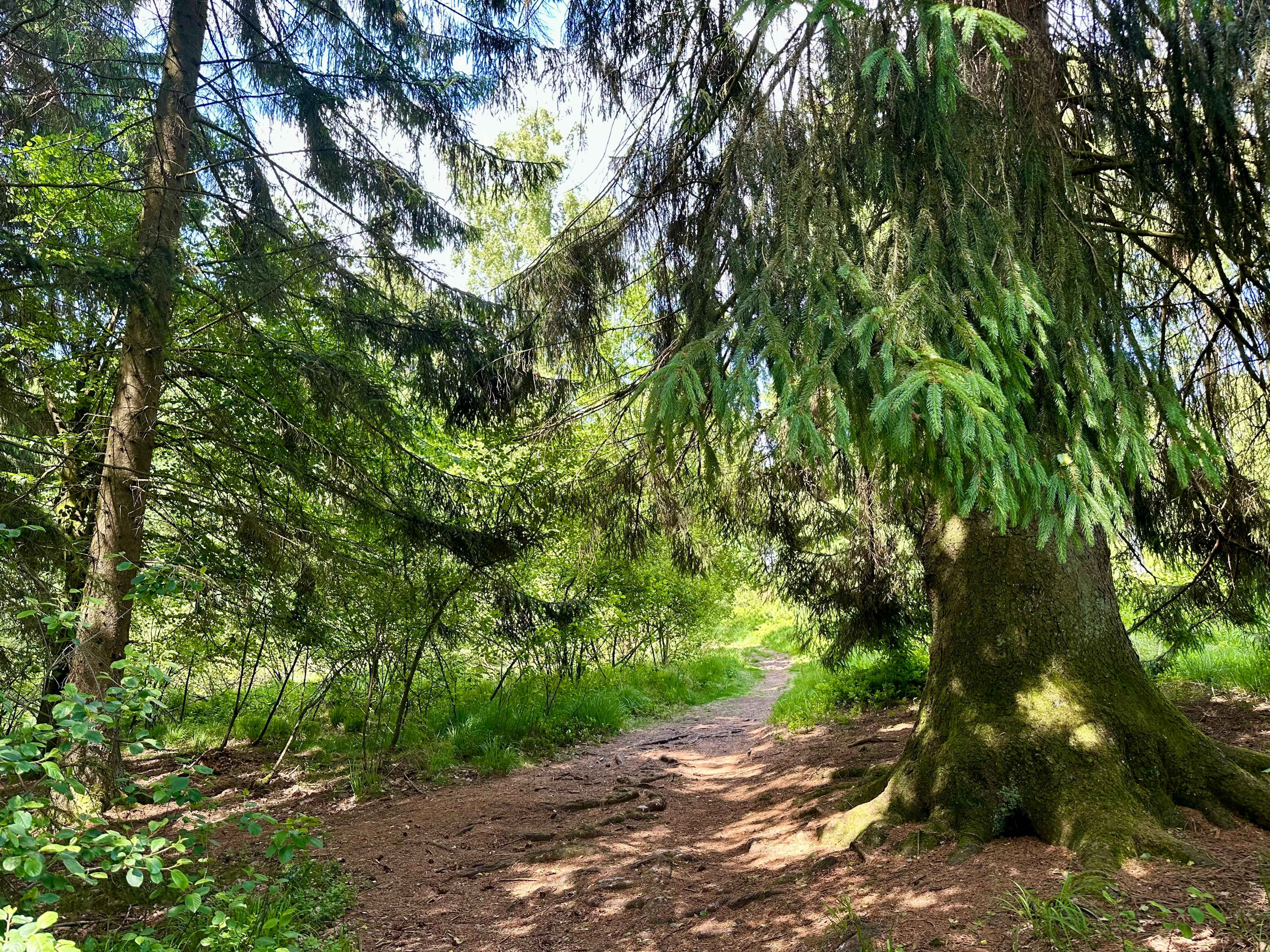 Waldweg: Schmaler Durchgang zwischen Nadelbäumen.