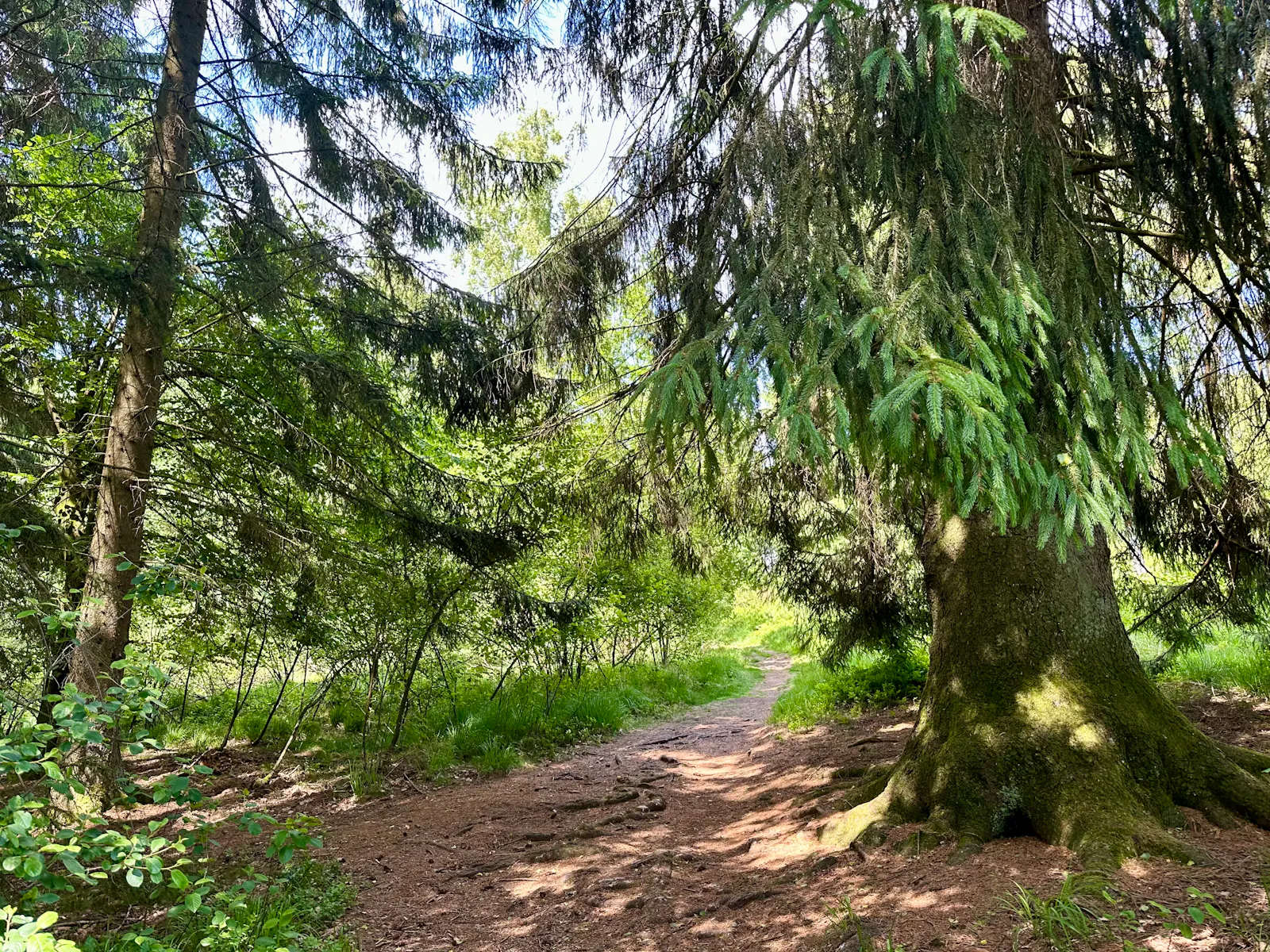 Waldweg: Schmaler Durchgang zwischen Nadelbäumen.