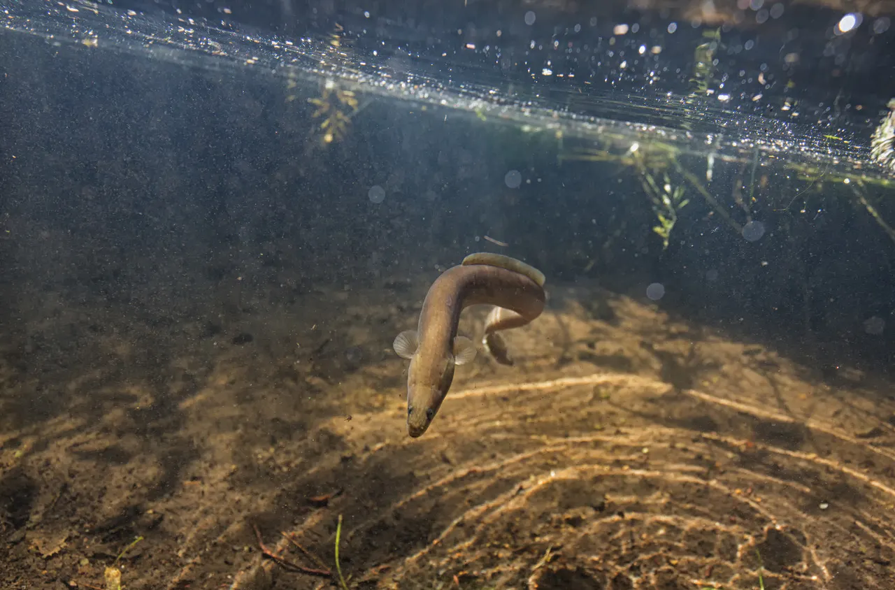 Unterwasseraufnahme eines gelbbraunen Aals.