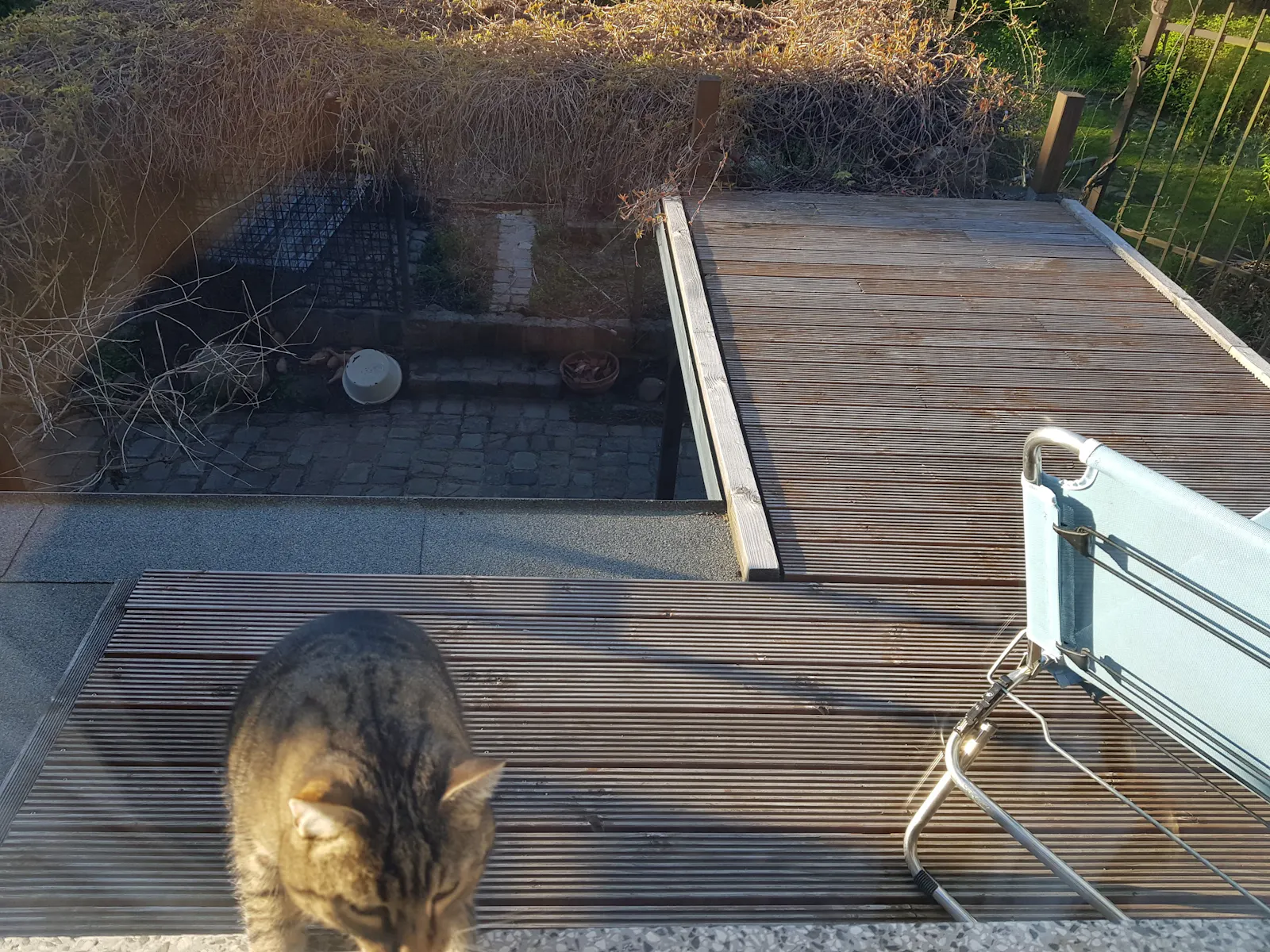 Durchs Fenster fotografierte Katze erscheint mit Pfoten und Kopf auf der Fensterbank.
