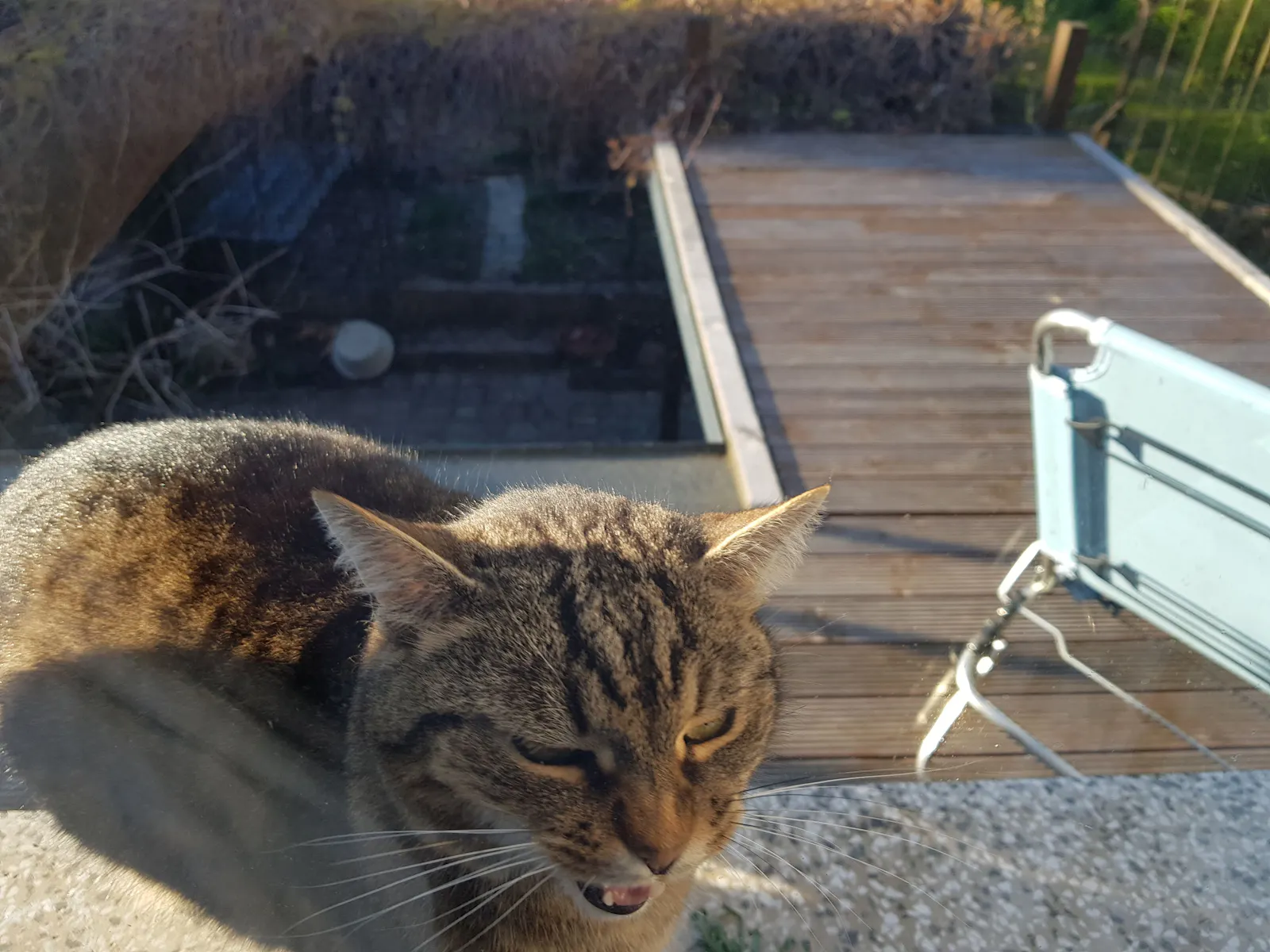 Durchs Fenster fotografierte Katze steht mit weit offenem Maul und wütendem Blick auf der Fensterbank.