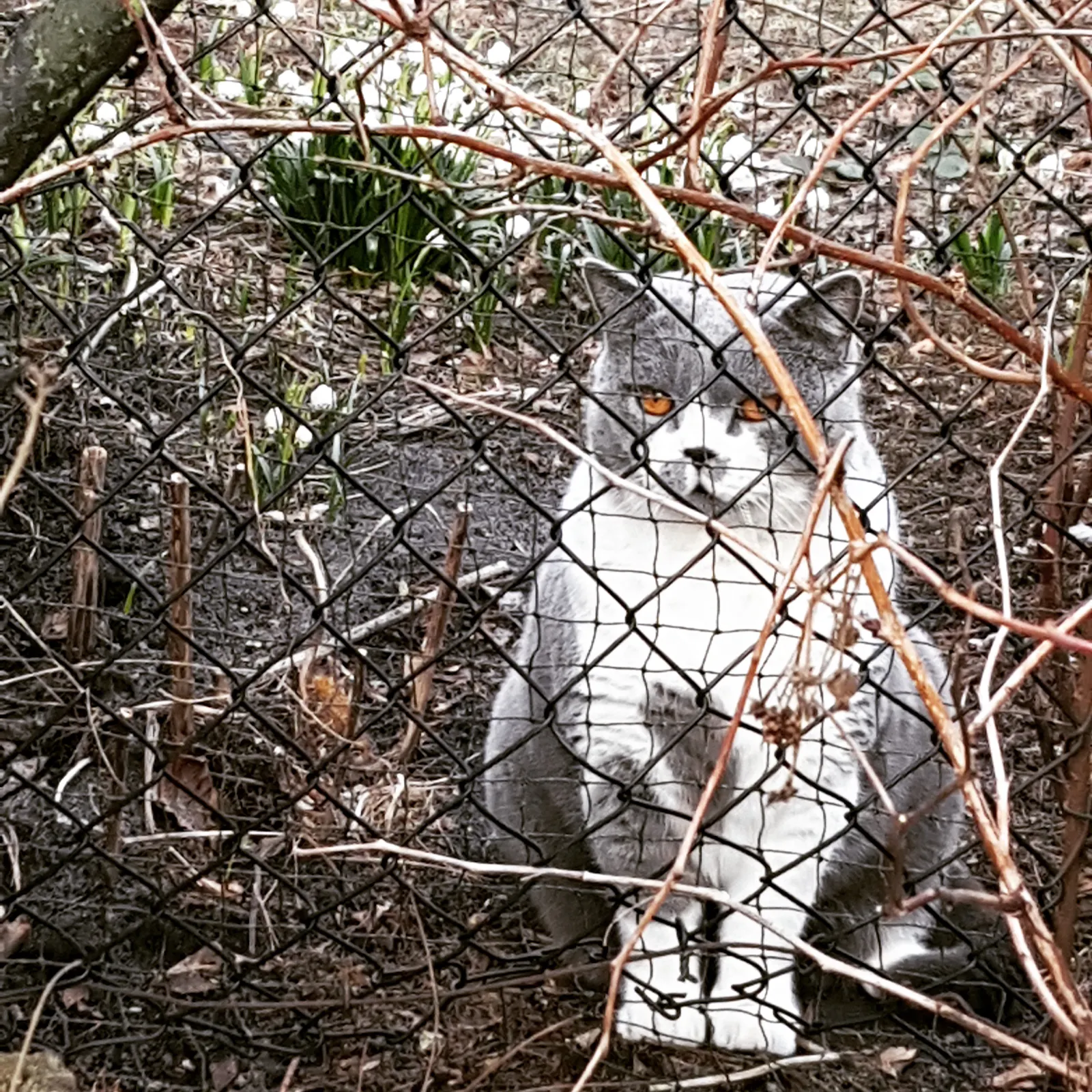 Riesige Katze mit orangen Augen hinter Zan