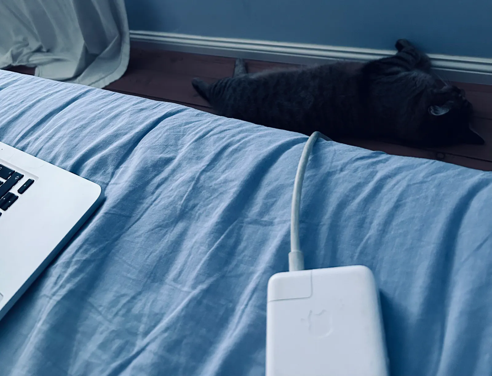 Katze liegt neben Bett. Im Bett sieht man Laptop.