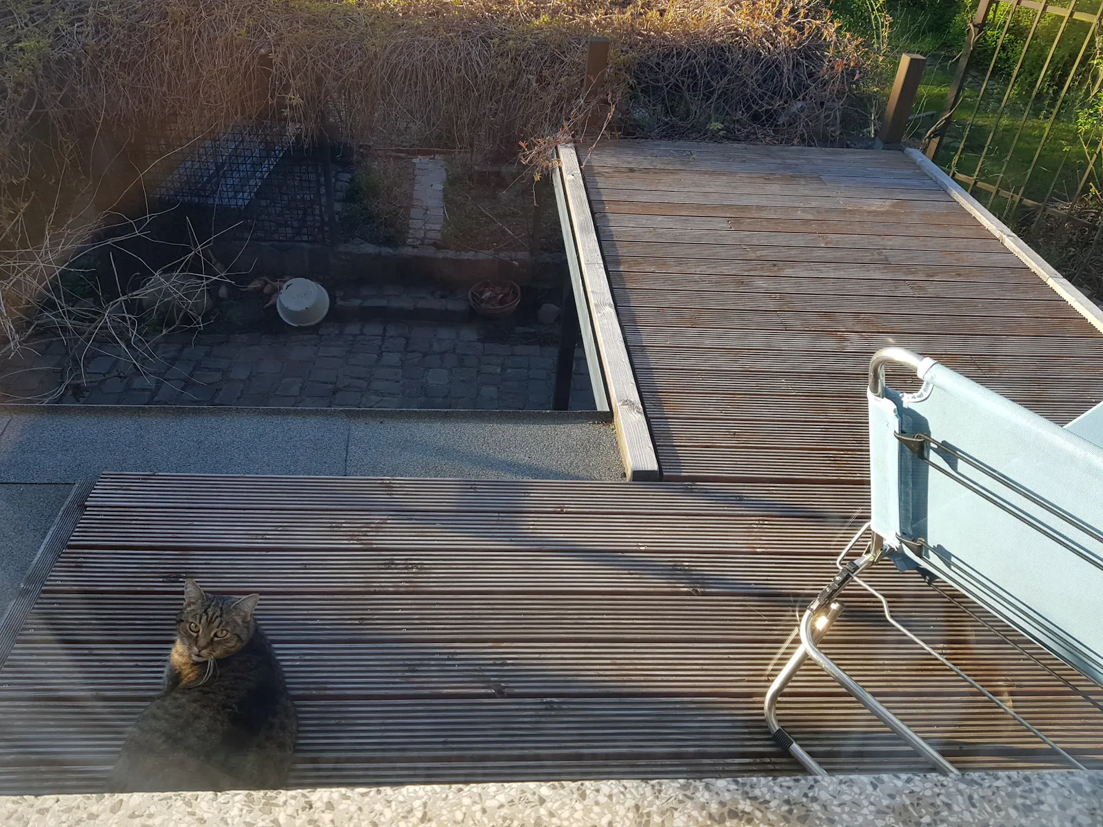 Durchs Fenster fotografierte Katze liegt abgewandt, dreht den Kopf.
