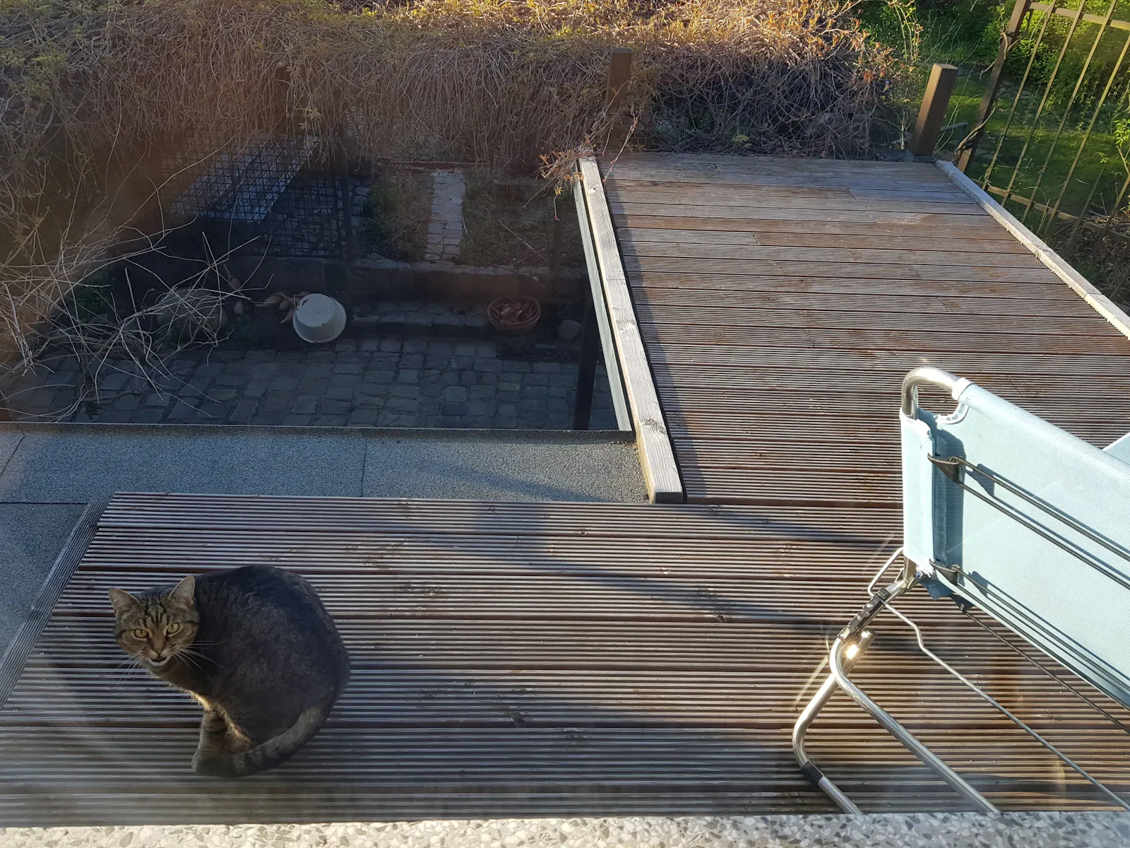 Durchs Fenster fotografierte Katze steht auf, blickt empört.