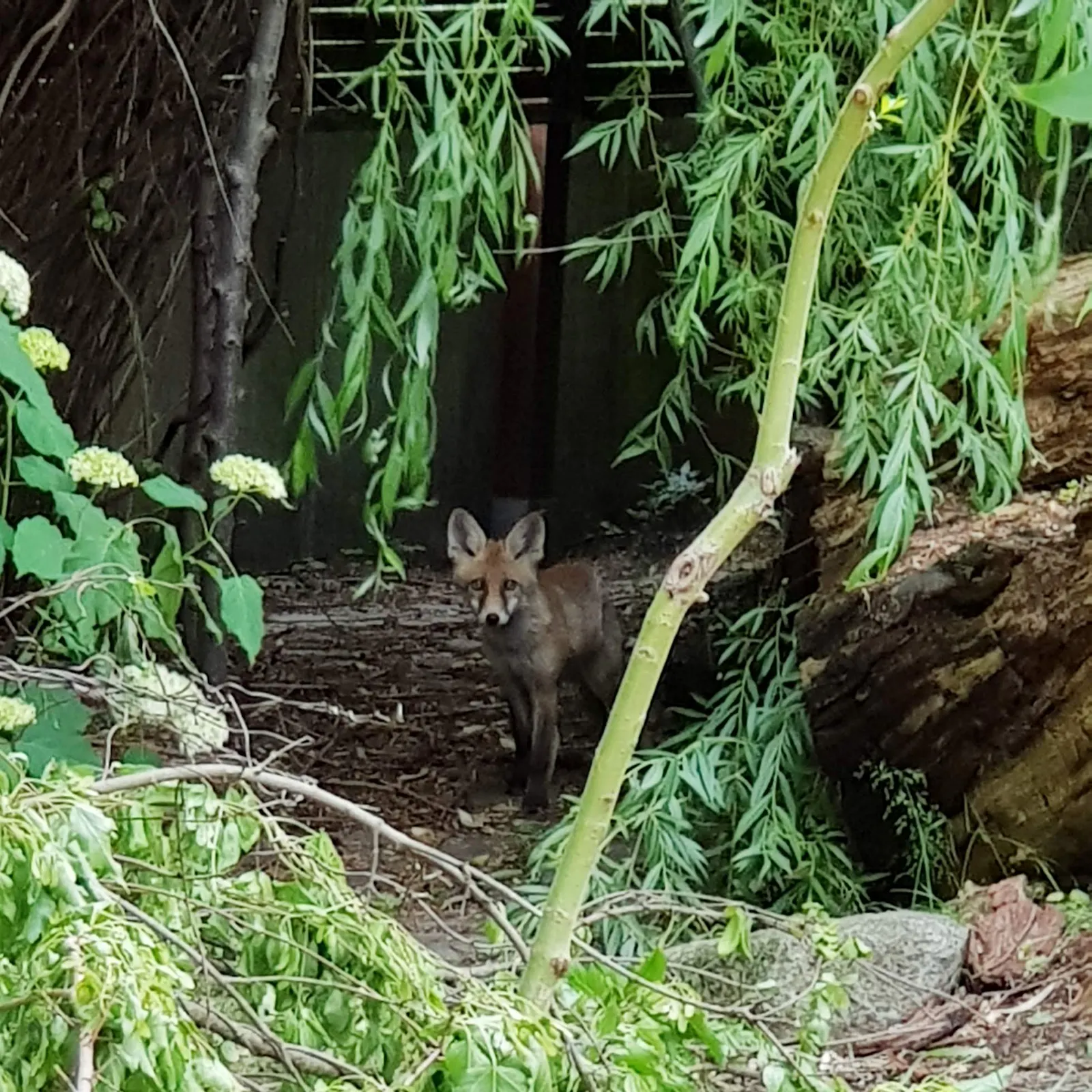 Kleiner Fuchs im Garten