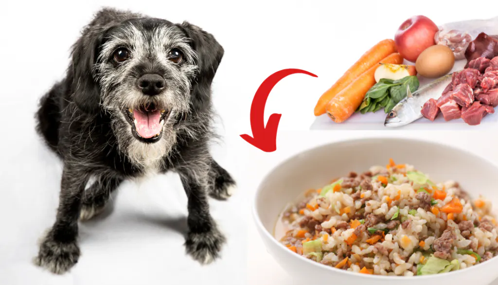 homemade dog food
