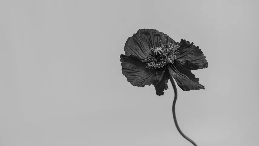 black and white, flower