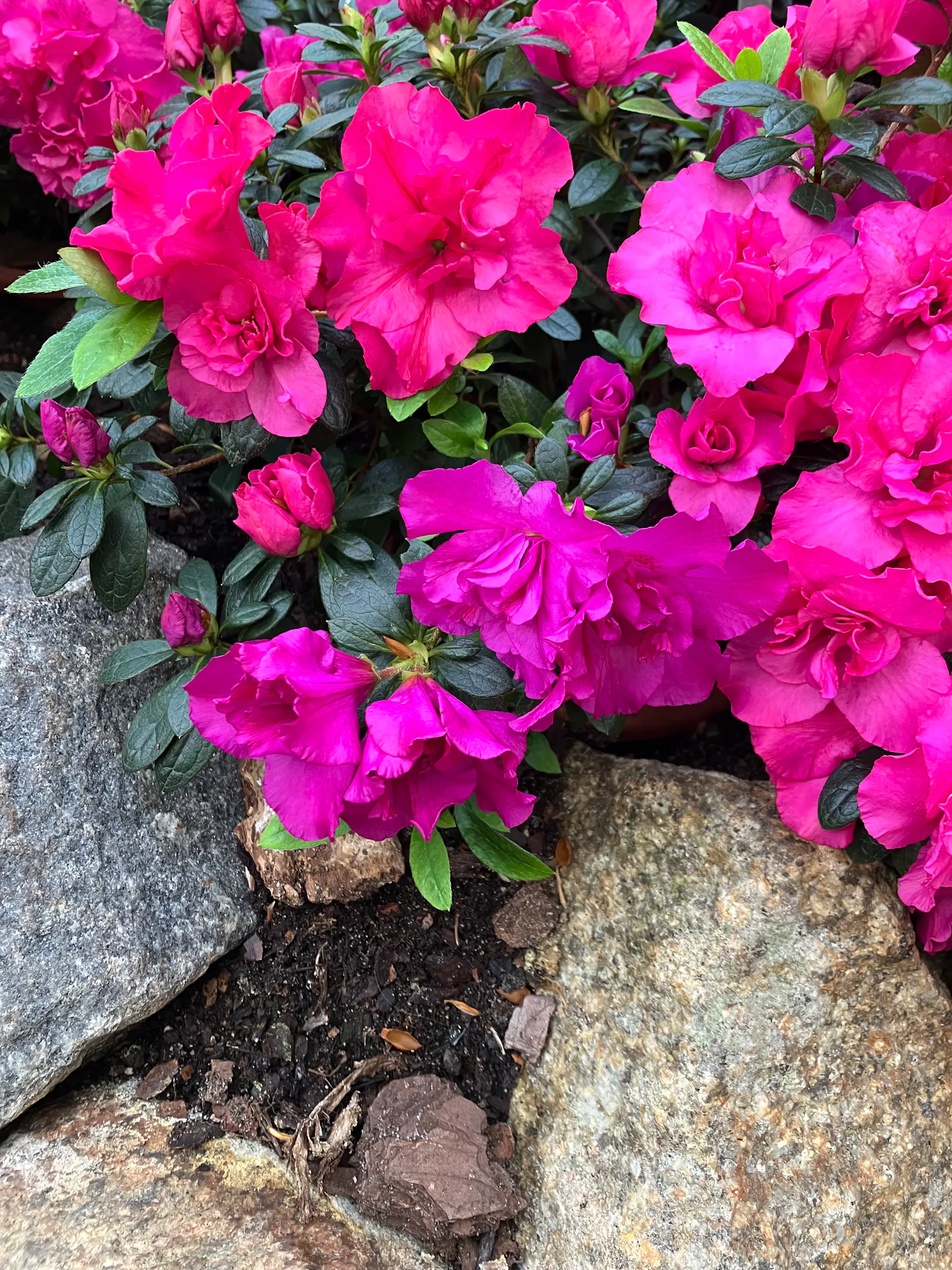 nahaufnahme einer leuchtend pink blühenden zwergazalee in einem blumenbeet / close-up of a tiny azalea in a flowerbed, blossoming in a vibrant pink