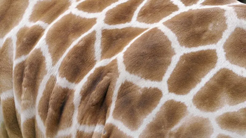 Giraffenhaut aus der Nähe