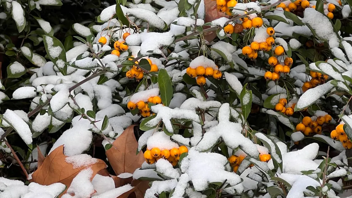 Schnee auf Blättern