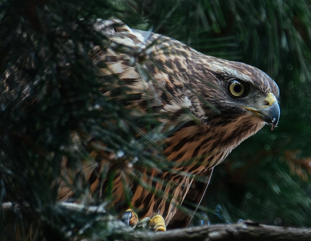 Habicht im Grunewald | Berlin